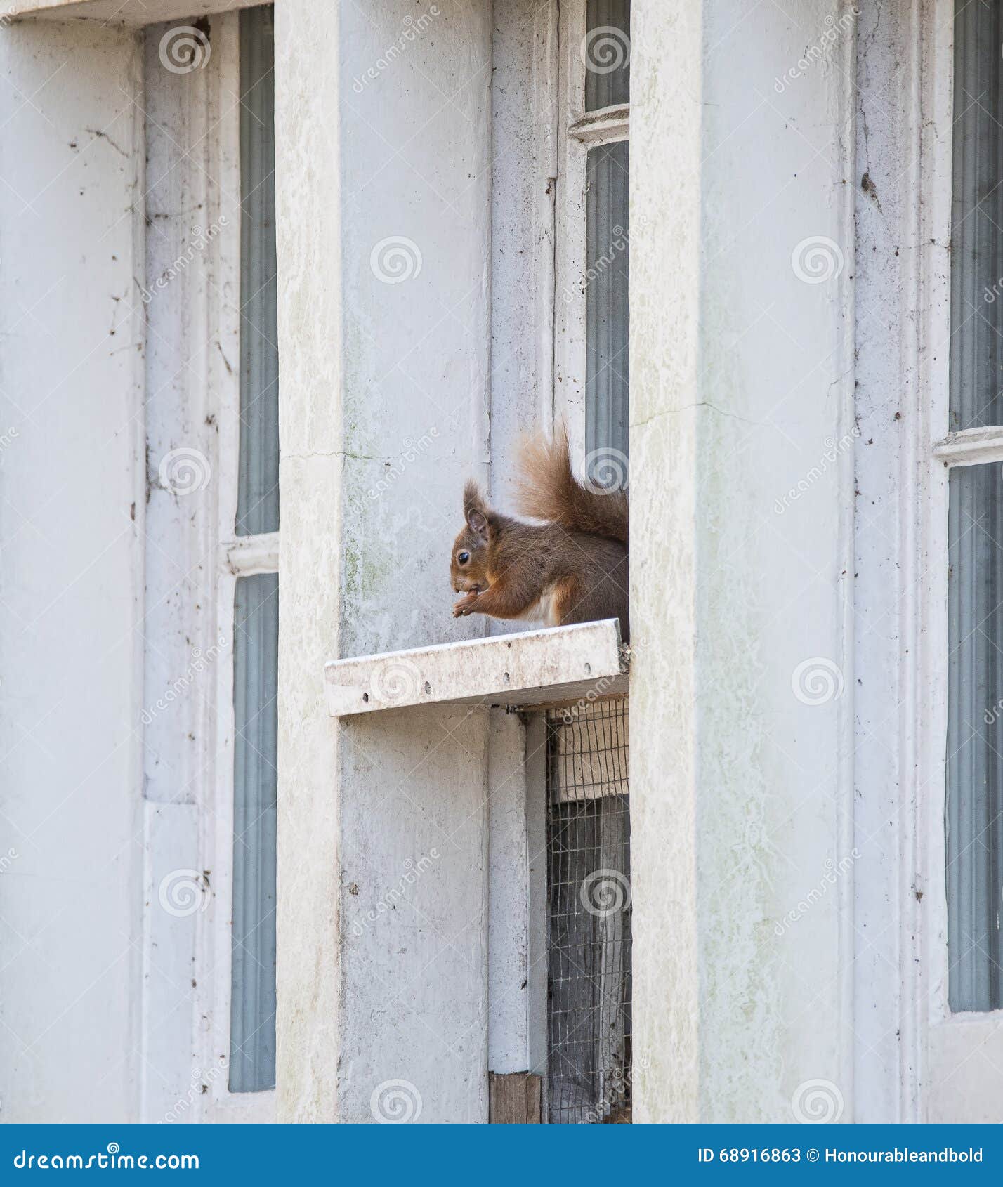 Red Squirrel Sciurus Vulgaris Sitting in Window Frame Stock Image