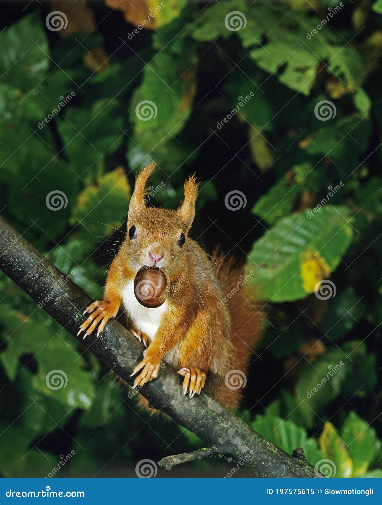 Red Squirrel, Sciurus Vulgaris, Standing on Branch, Eating Chestnut