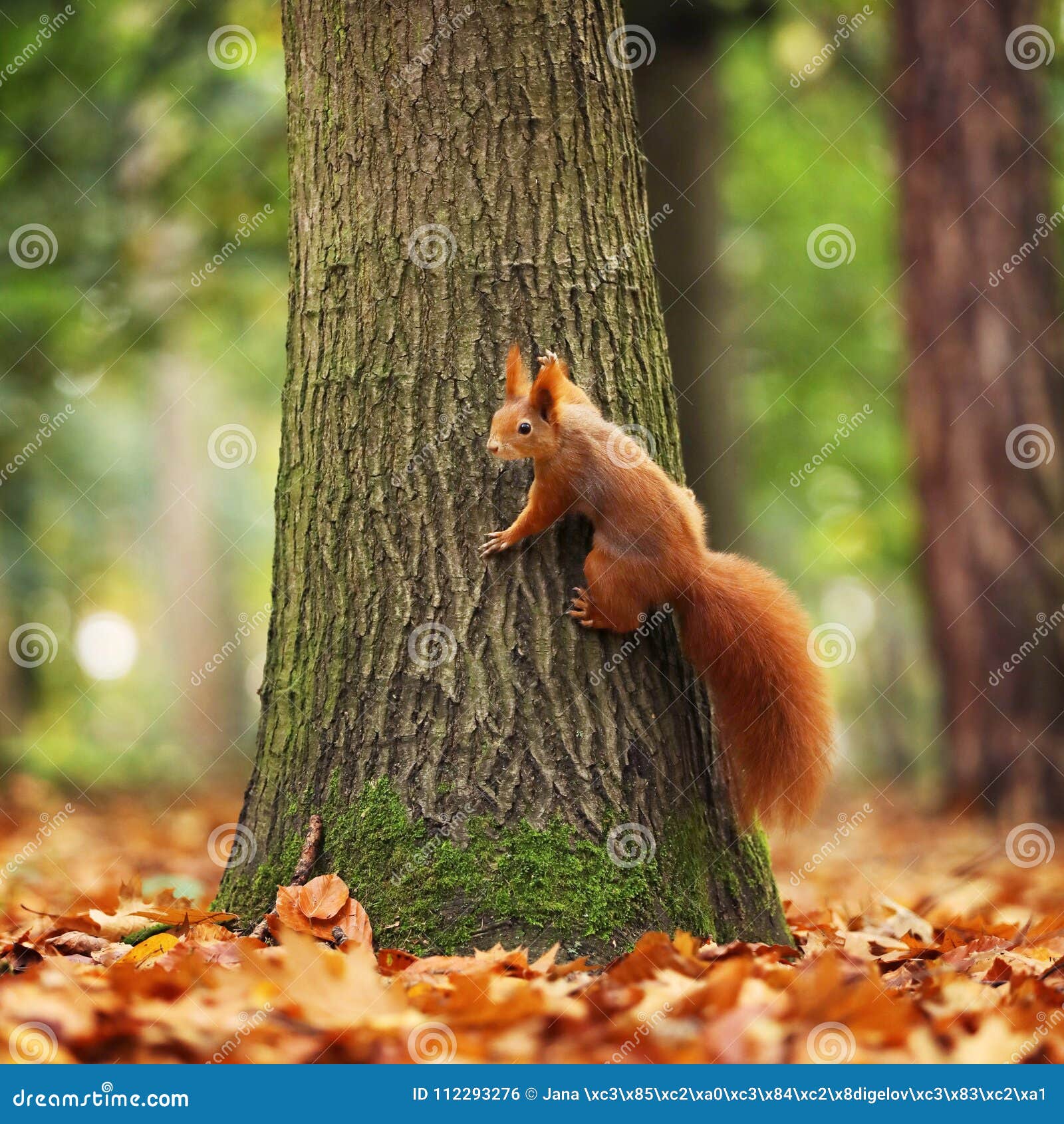 Red Squirrel Sciurus Vulgaris on the Tree Stock Photo Image of
