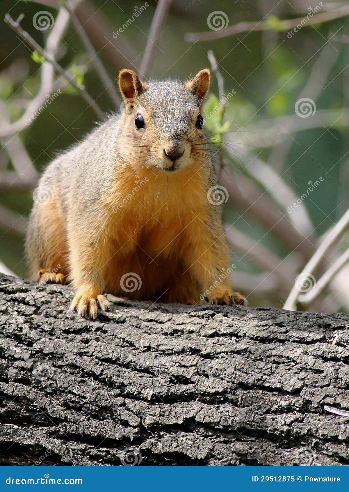 Red Squirrel in South Texas Stock Image Image of animal, rodent 29512875