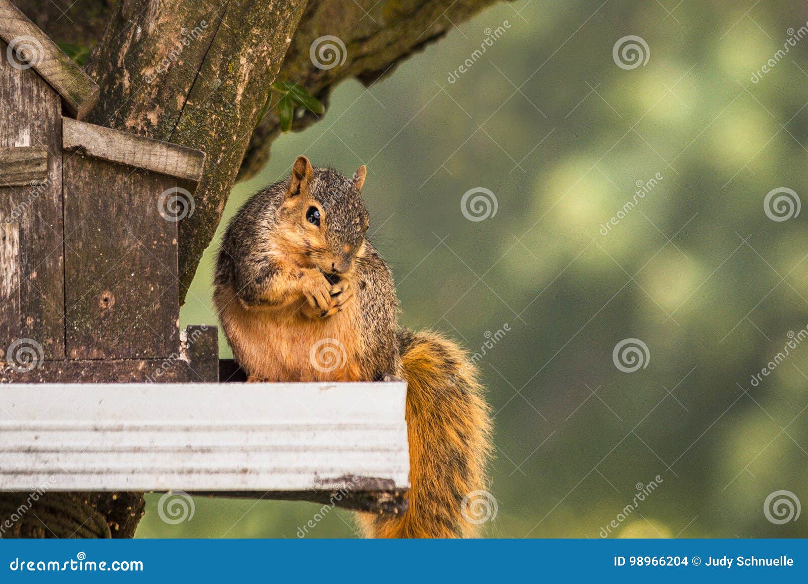 Mischievous Red Squirrel Stealing His Lunch. Stock Photo Image of