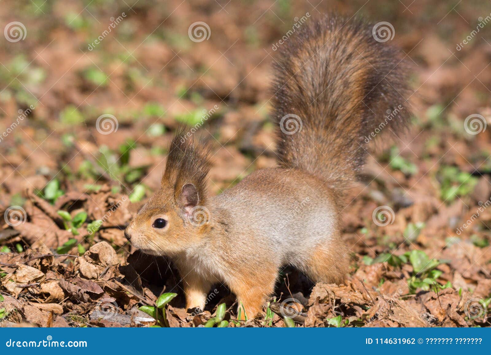 why do red squirrels trim trees