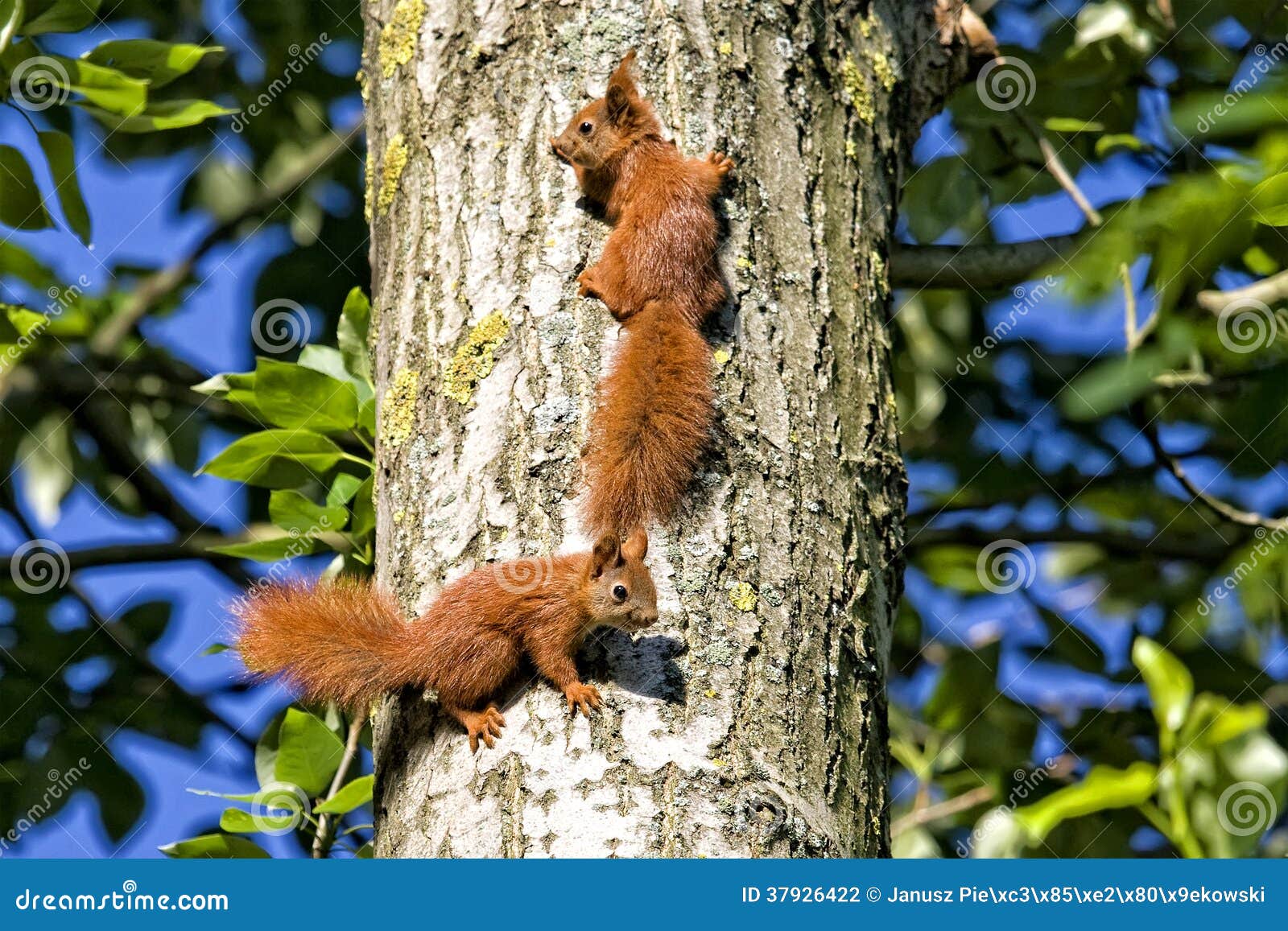 Red squirrels in the woods stock photo. Image of furry 37926422
