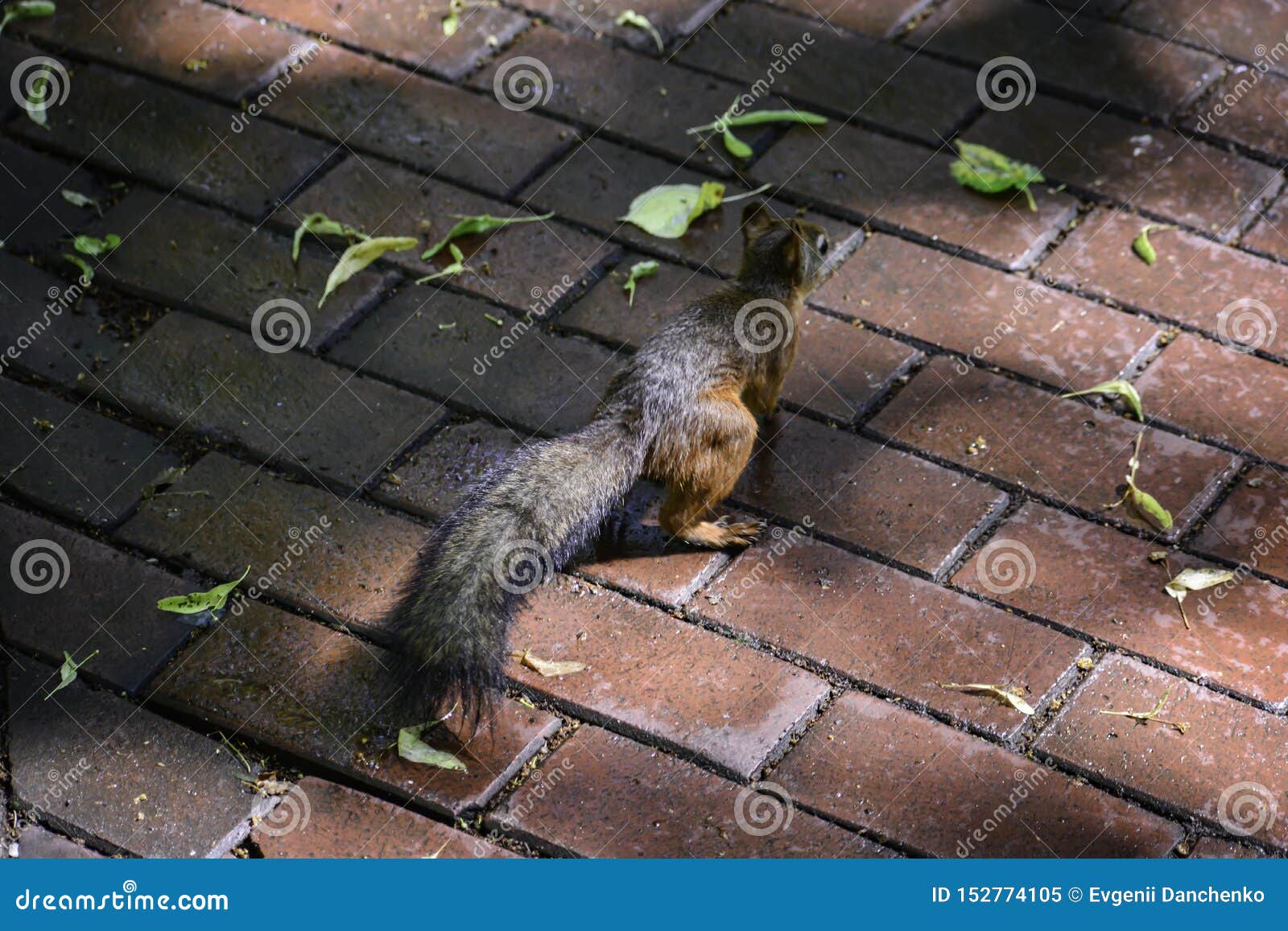 the red squrrel & x28;sciurus vulgaris& x29; runs on a ground trying to find some food to hide