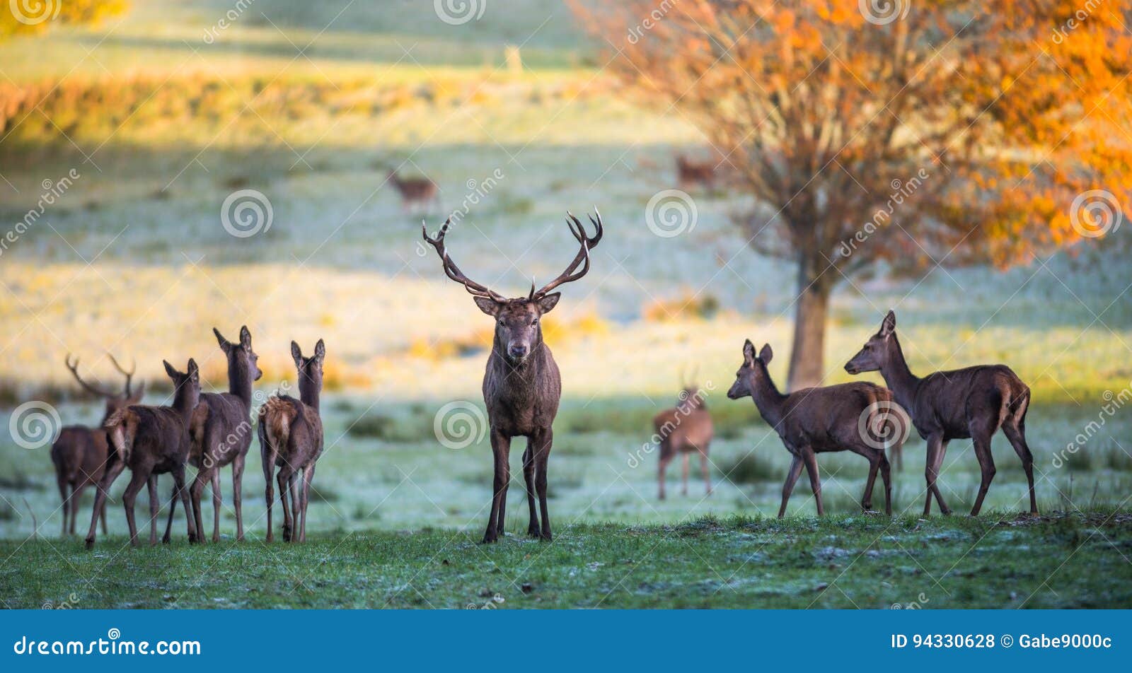 Red Stag Deer Protecting Female Deer Stock Photo Image of national
