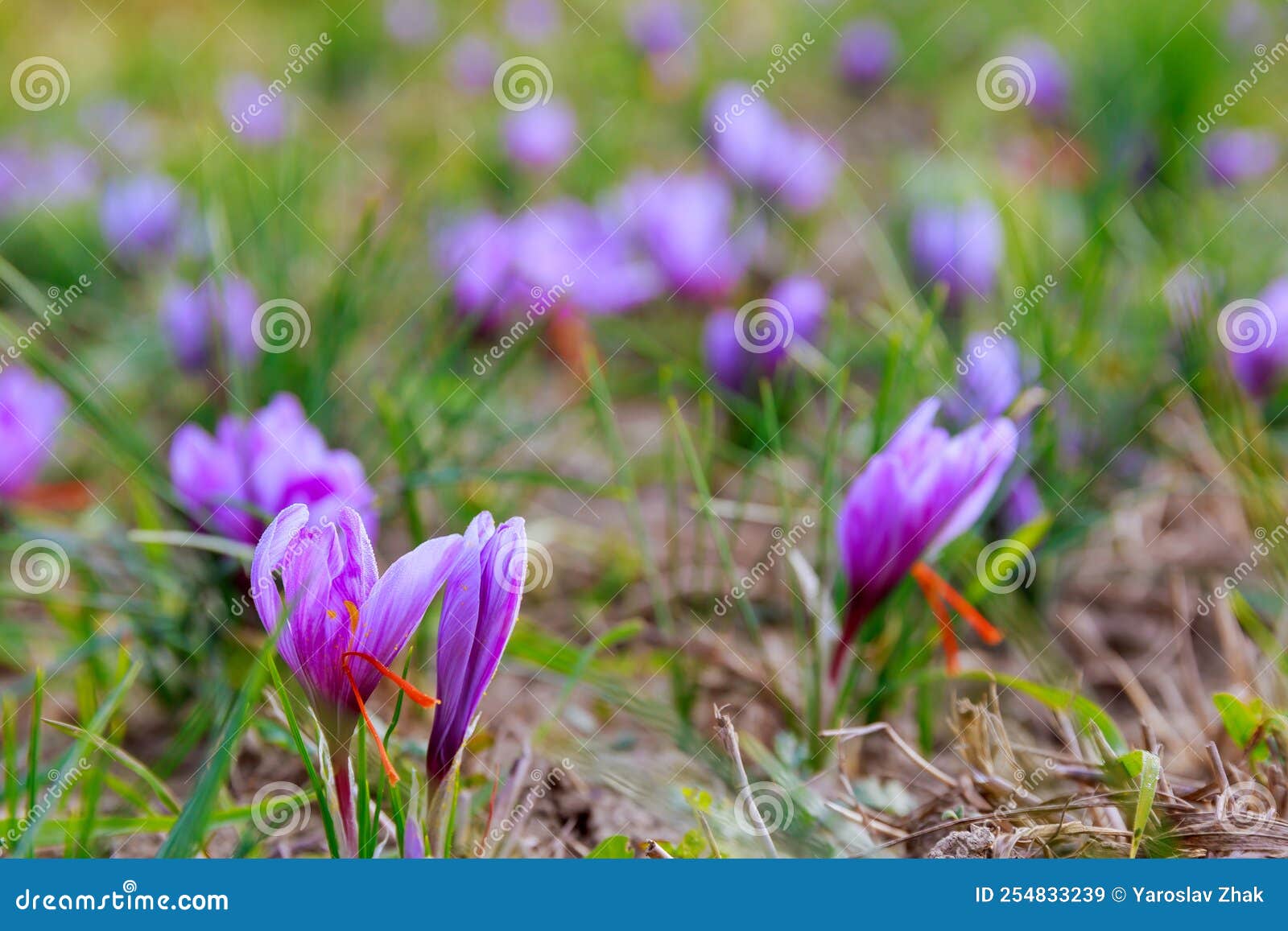 The Red Stamens of Saffron Grew from the Crocus. Stock Image Image of violet, ground 254833239