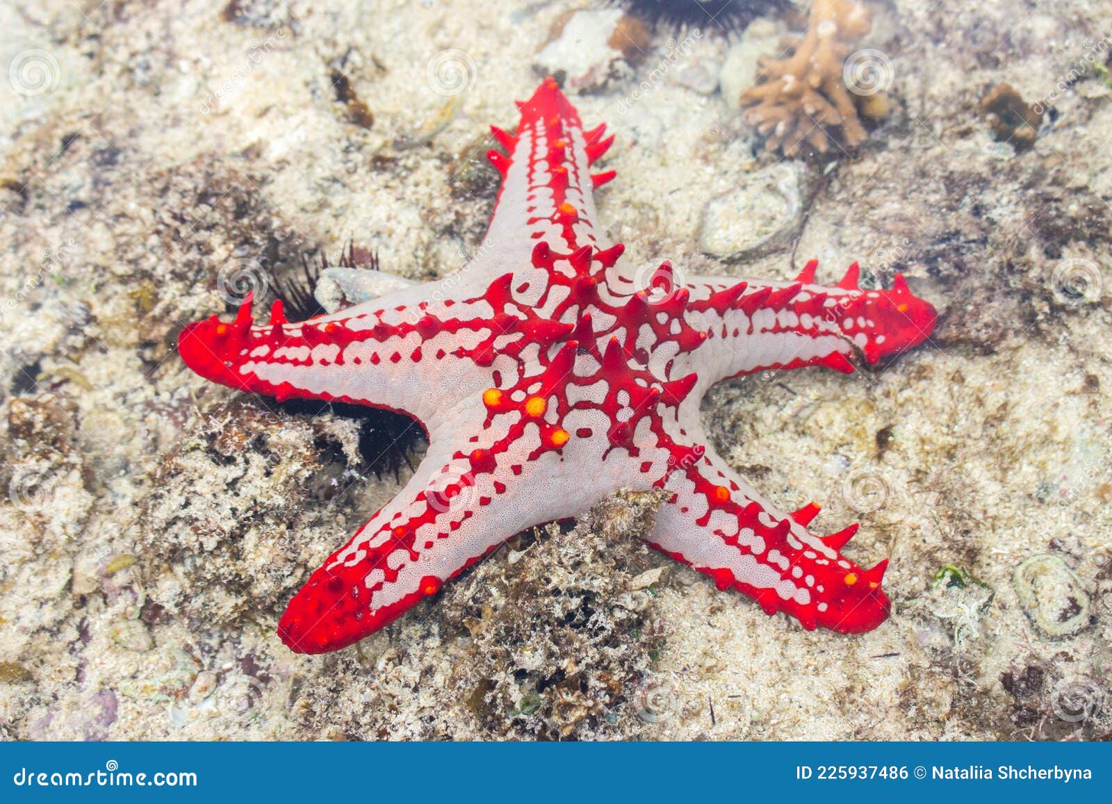 Red Star Fish Under Water Surface. Marine Life. Starfish on Sand. Underwater  Life. Nature in Tanzania, Zanzibar Stock Photo - Image of fish, ecology:  225937486