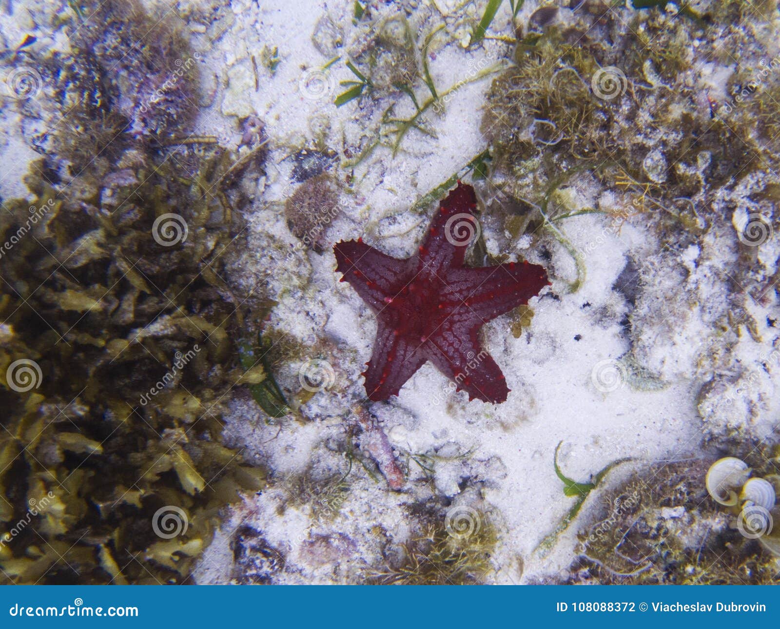 red star fish on white sand sea bottom. tropical starfish underwater photo.