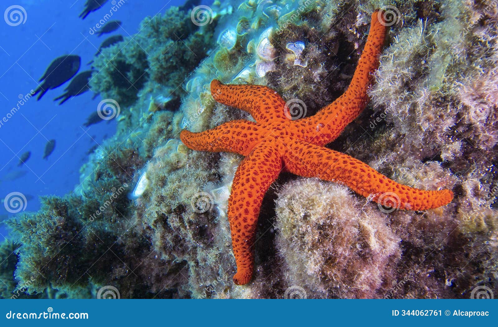 red starfish, cabo cope-puntas del calnegre natural park, spain