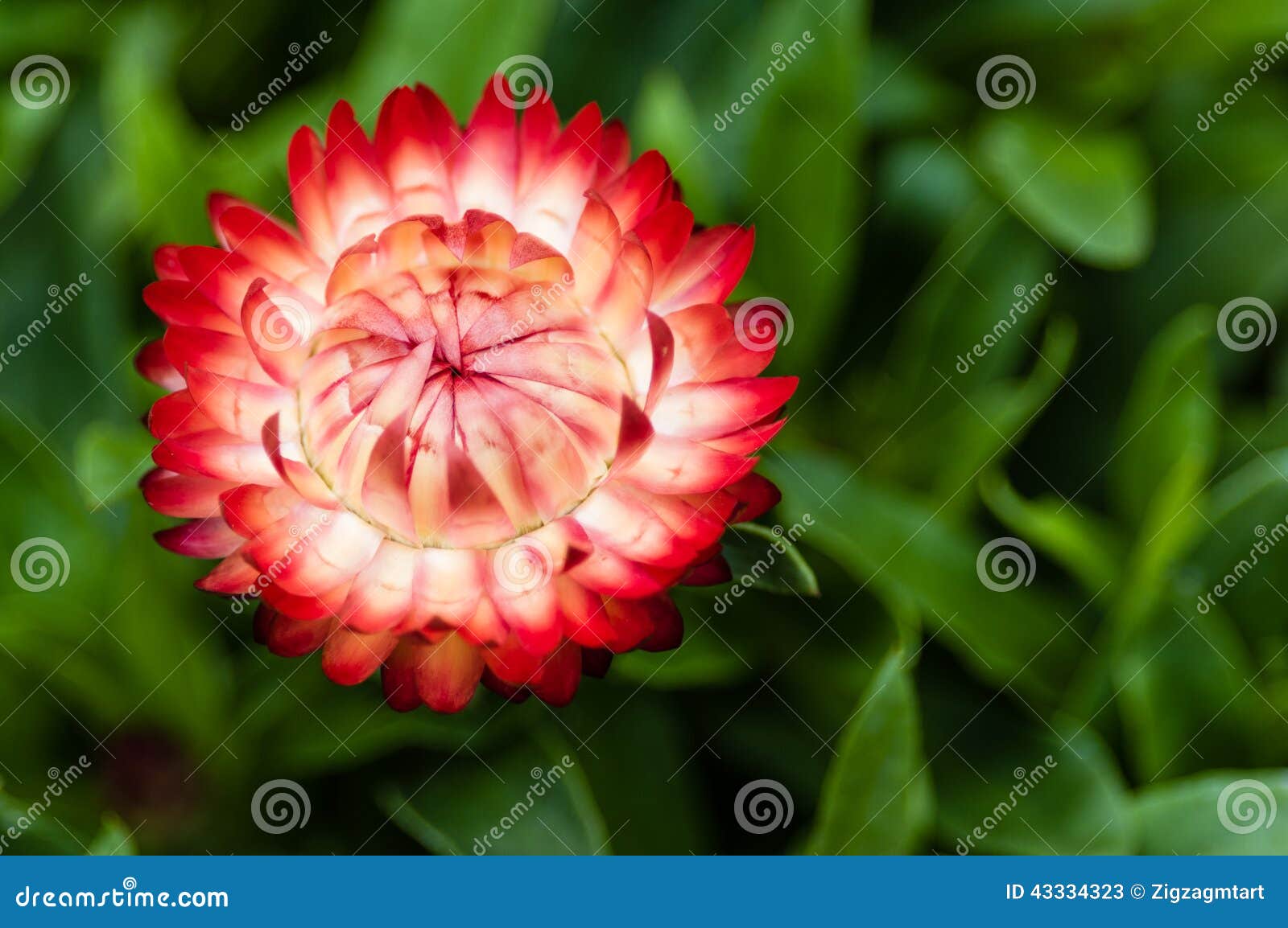 Red straw flower in bloom stock image. Image of blooms 43334323