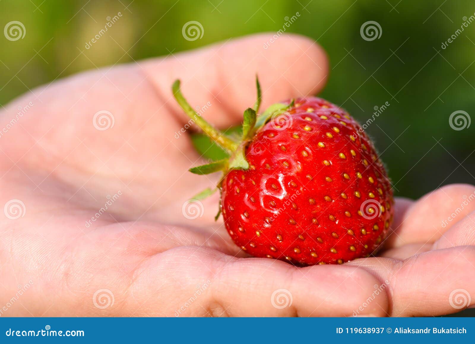 red strawberry in a child hand close-up in the field, copypaste
