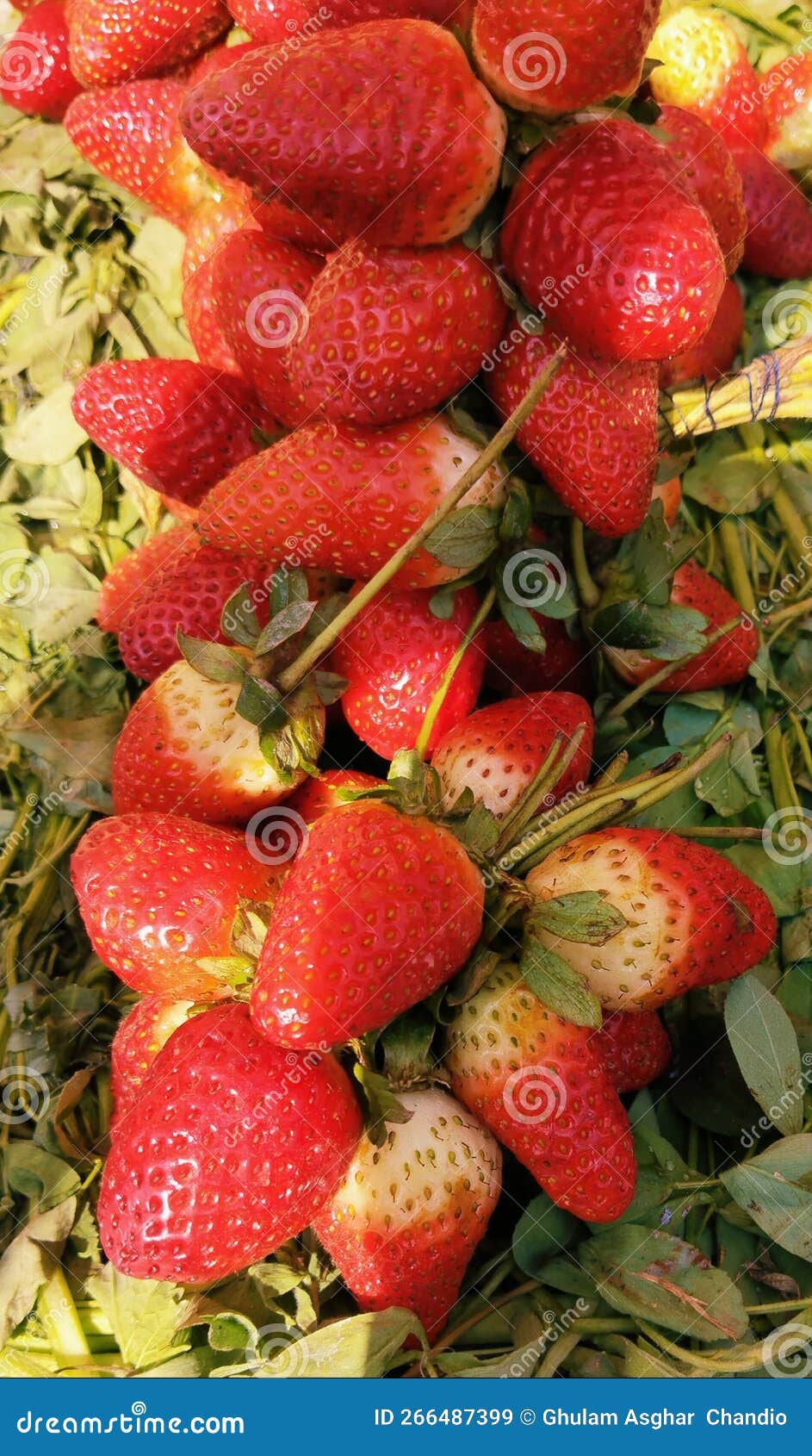 strawberry red garden-strawberry plant fresh fruit food whole ripe fleshy juicy strawberries fraise fresa morango image photo
