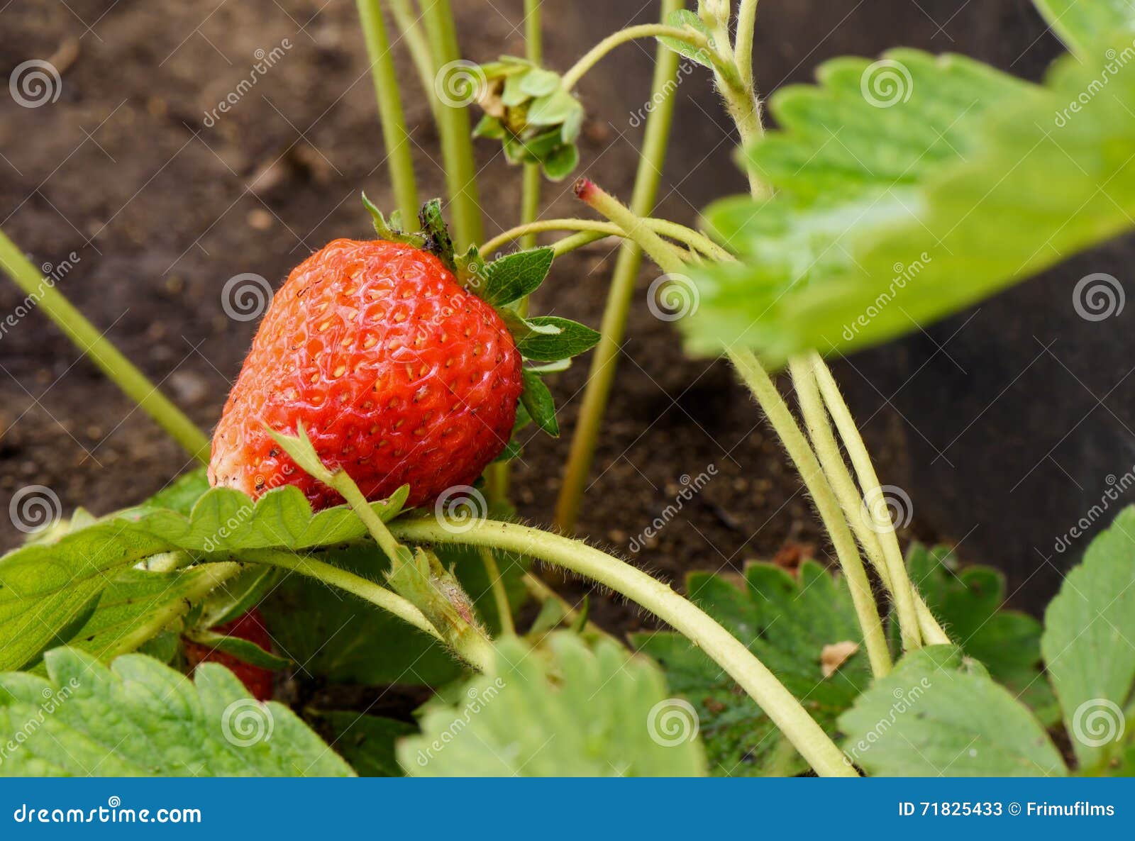 Red Strawberry with Leaves Growing on the Ground Stock Image Image of color, growth 71825433