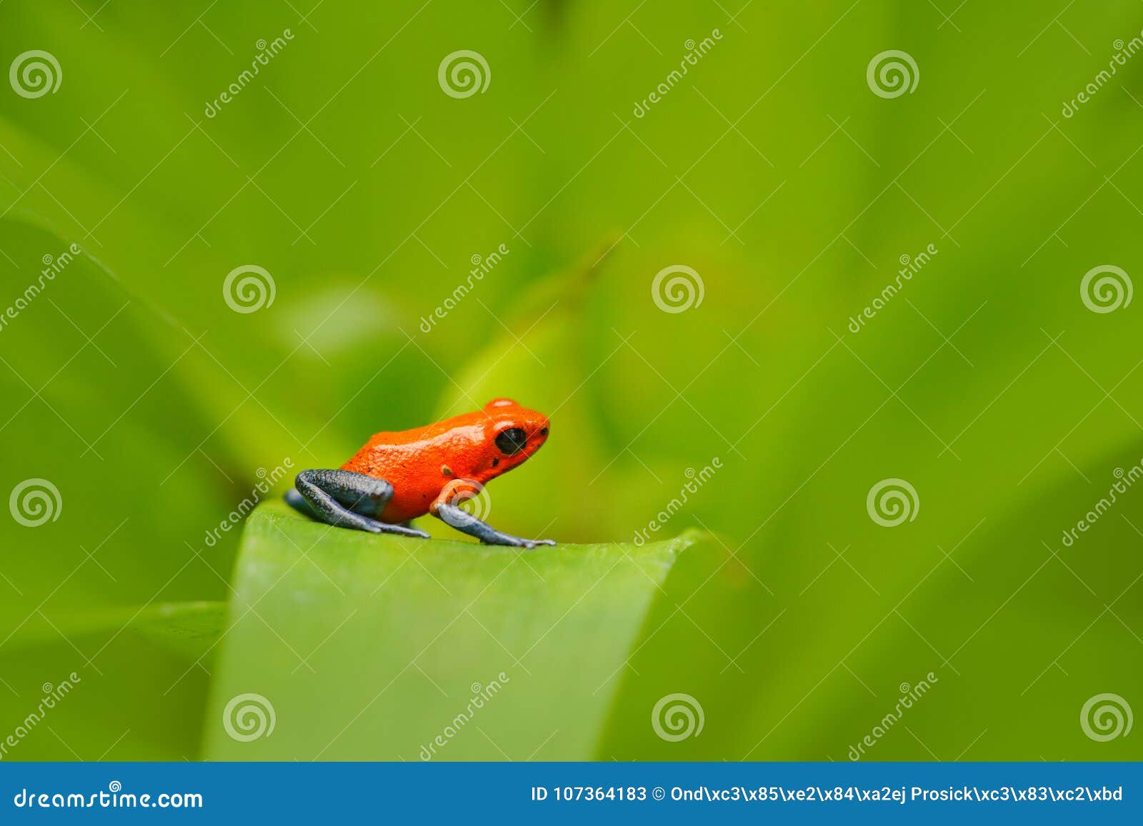 Red Strawberry Poison Dart Frog, Dendrobates Pumilio, in the Nature
