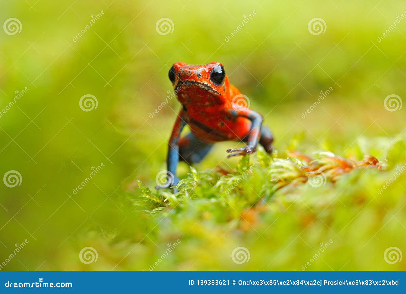 Red Strawberry Poison Dart Frog, Dendrobates Pumilio, in the Nature