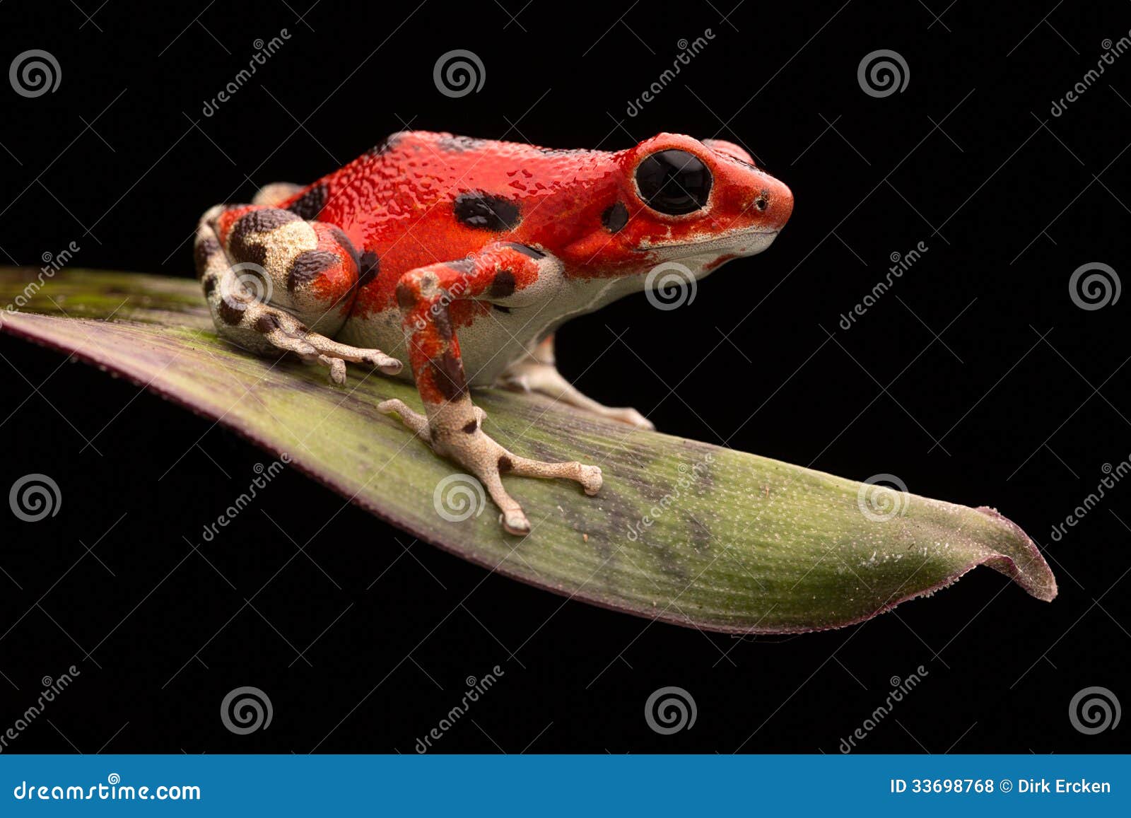red strawberry poison dart frog