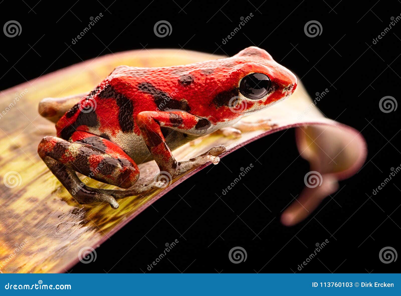 red strawberry poison dart frog panama rain forest