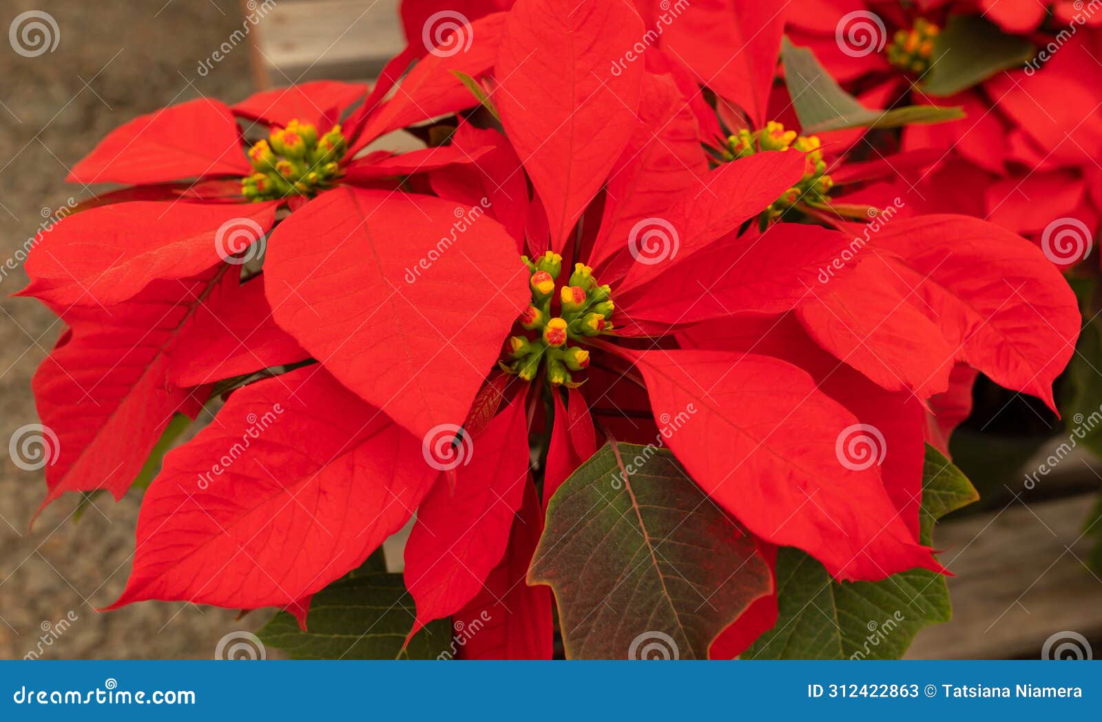 red striking poinsettia flower, with star-d red leaves, christmas eve flower, flor de