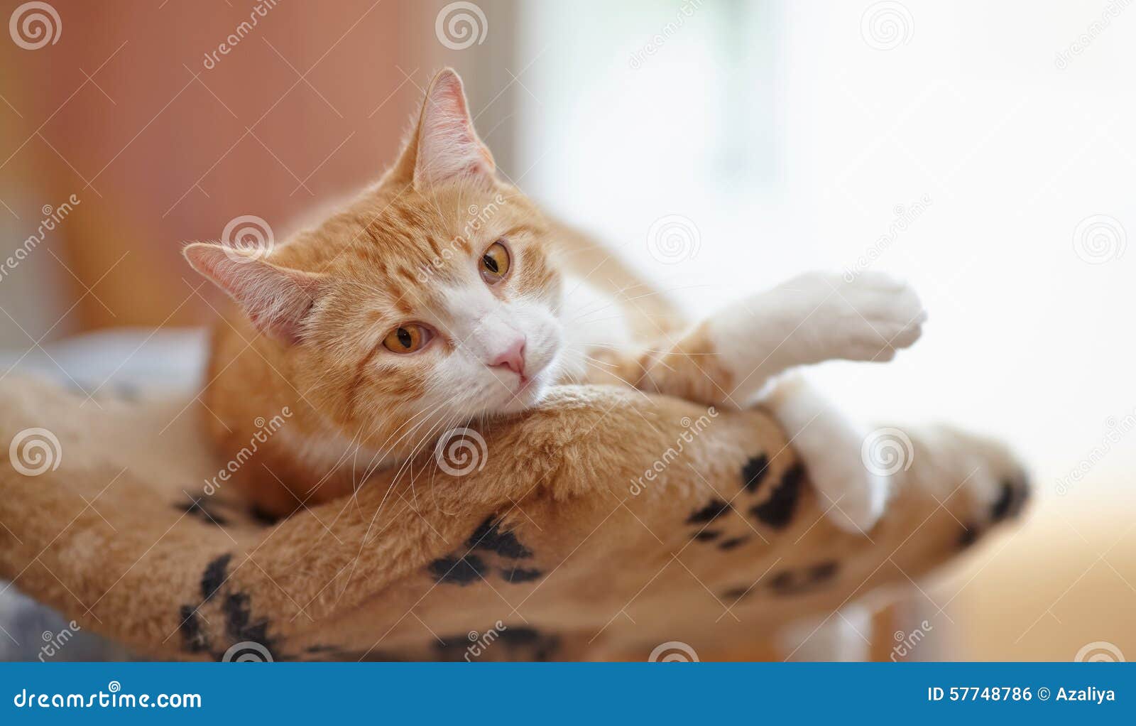 The Red Striped Cat With Red Eyes Stock Photo - Image of claw, purr