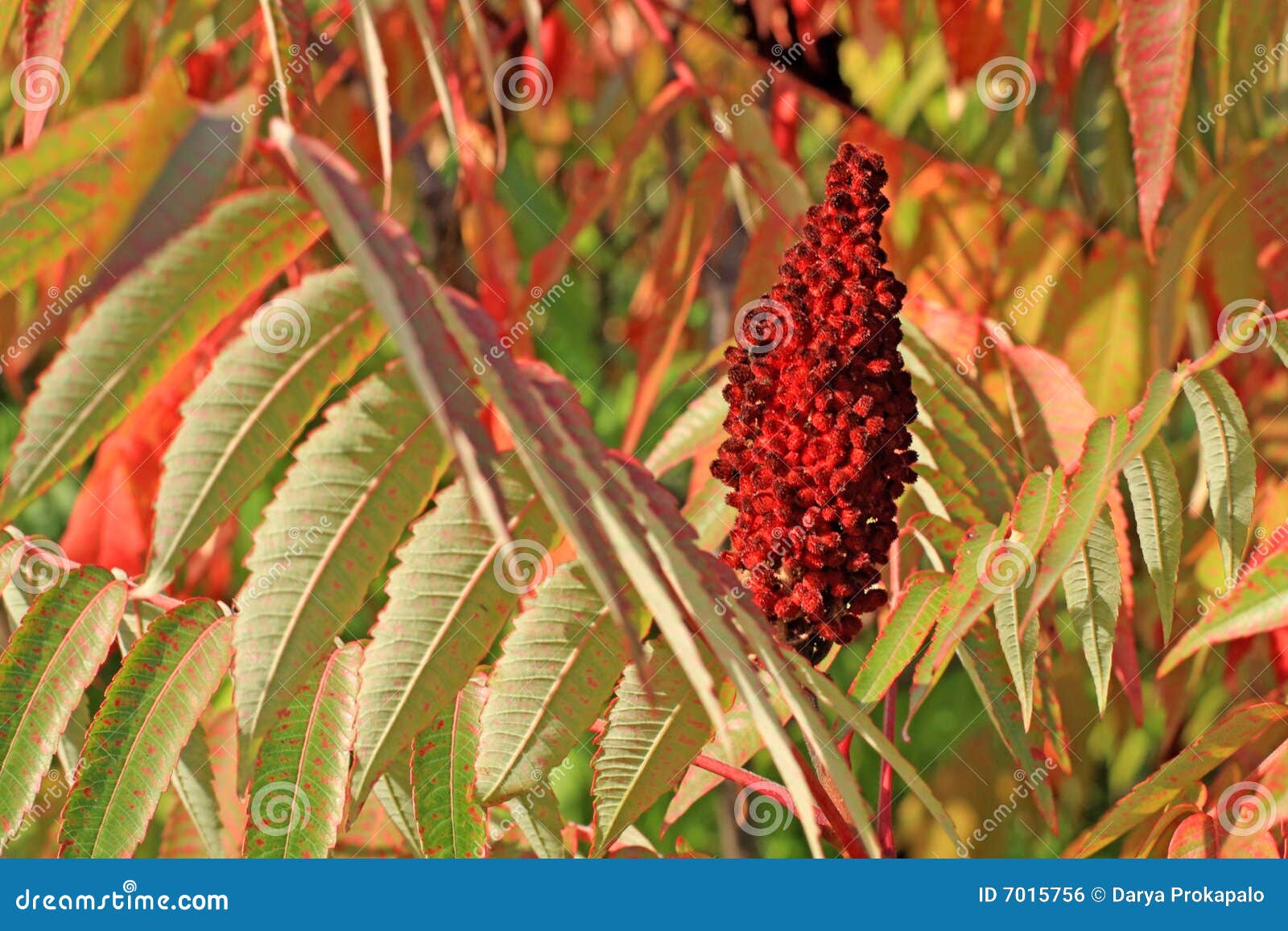 Red sumac seed head. stock photo. Image of seed, leaves 7015756