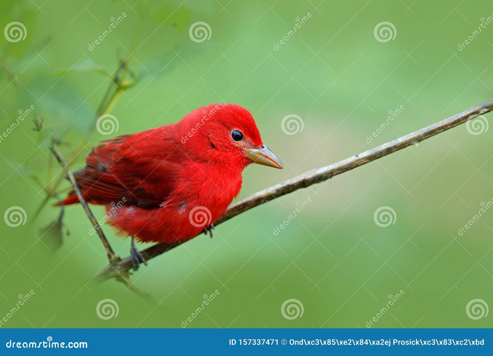 red summer tanager, piranga rubra, red bird in the nature habitat. tanager sitting on the green tree. birdwatching in costa rica.