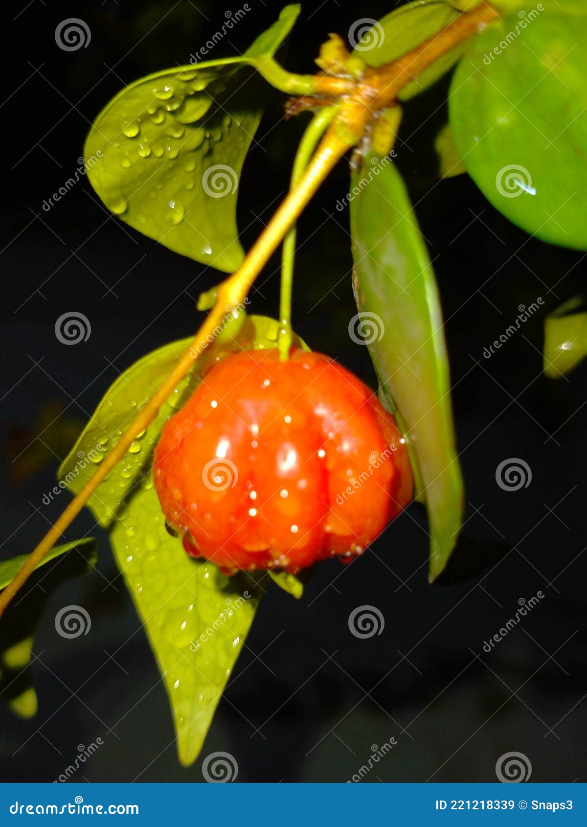 Surinam cherry stock image. Image of vegetable, blossom 221218339