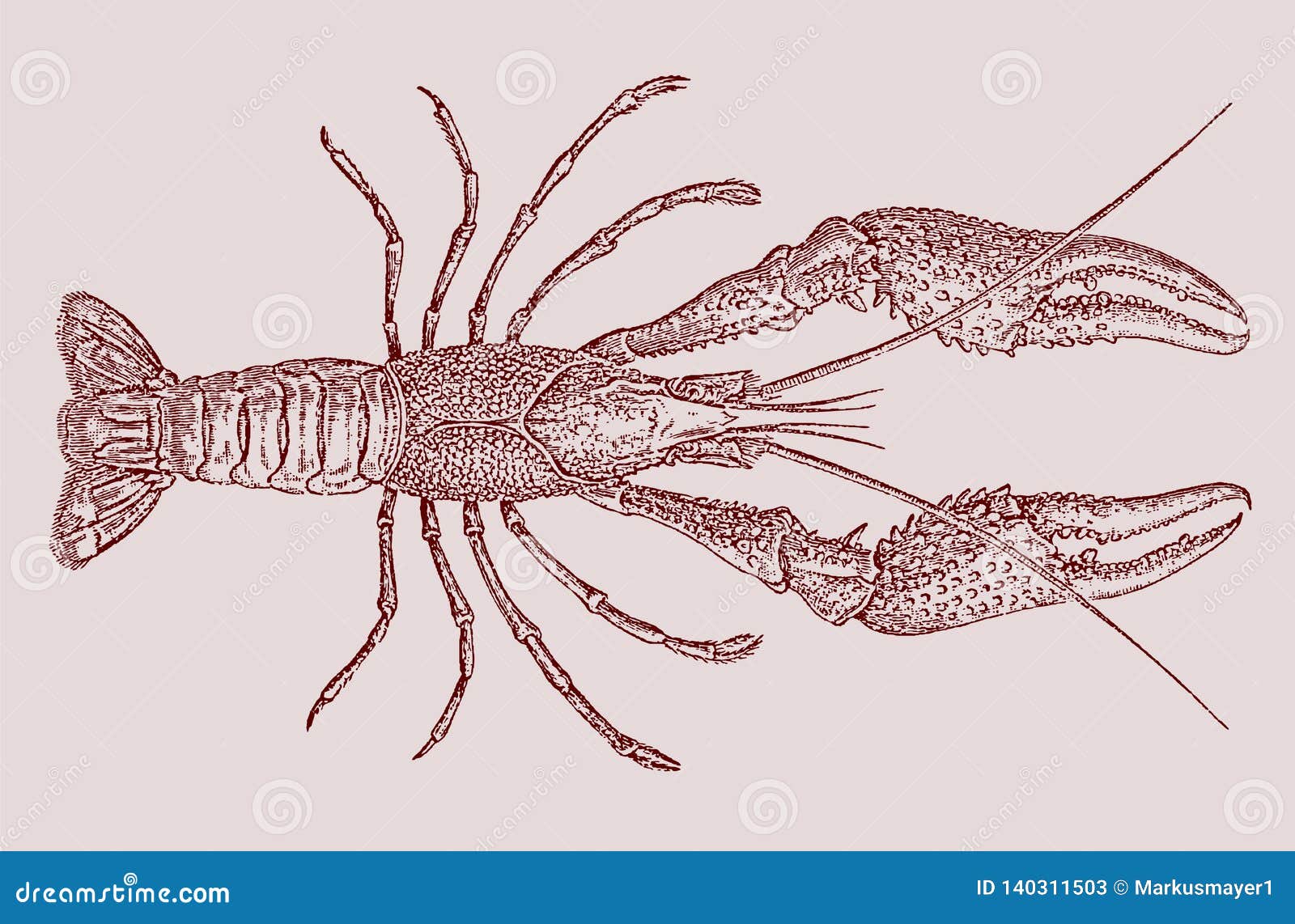 red swamp crawfish or crayfish procambarus clarkii in top view