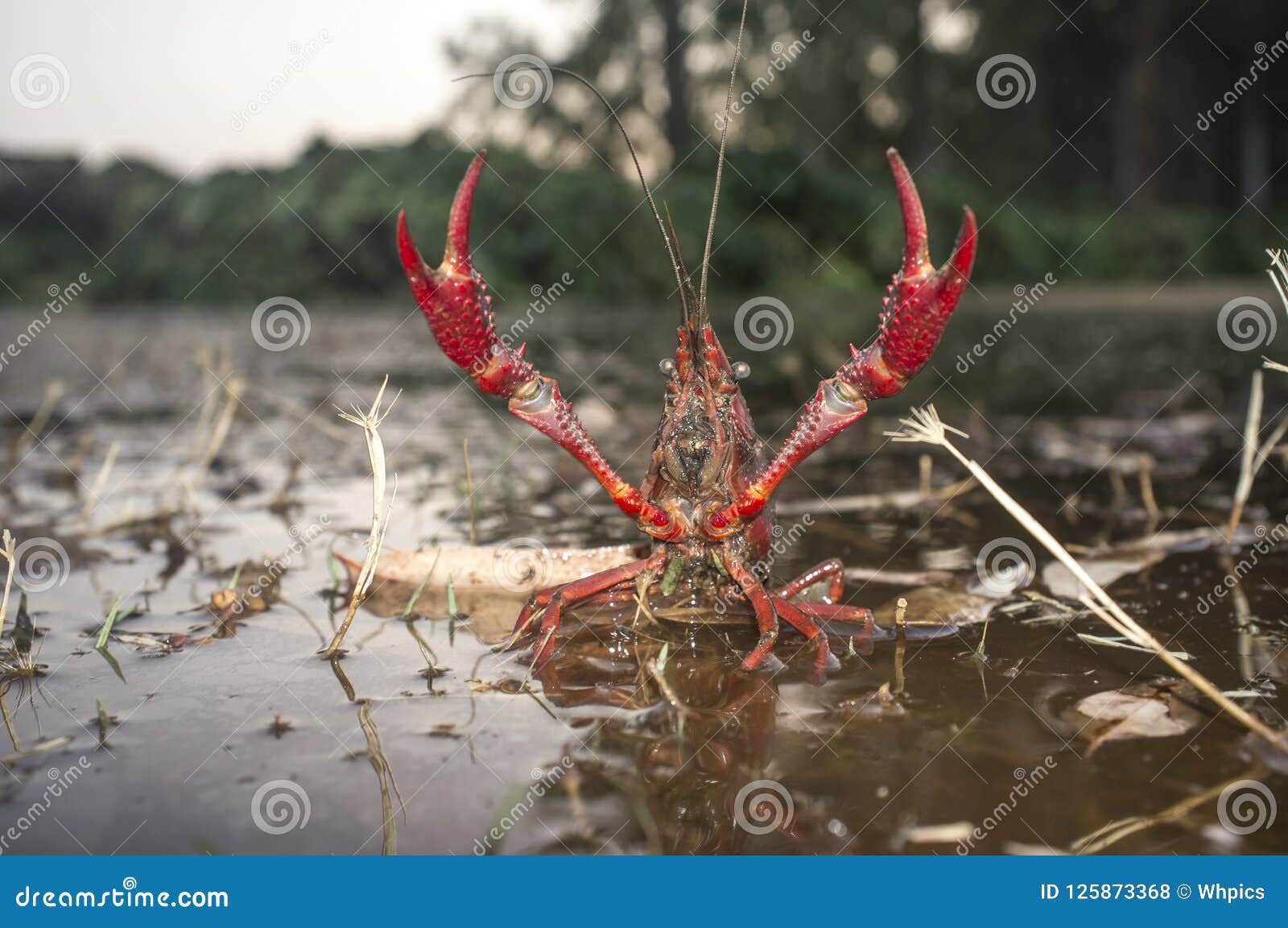 Red Swamp Crawfish Near Guadiana Riverside, Badajoz, Spain ...