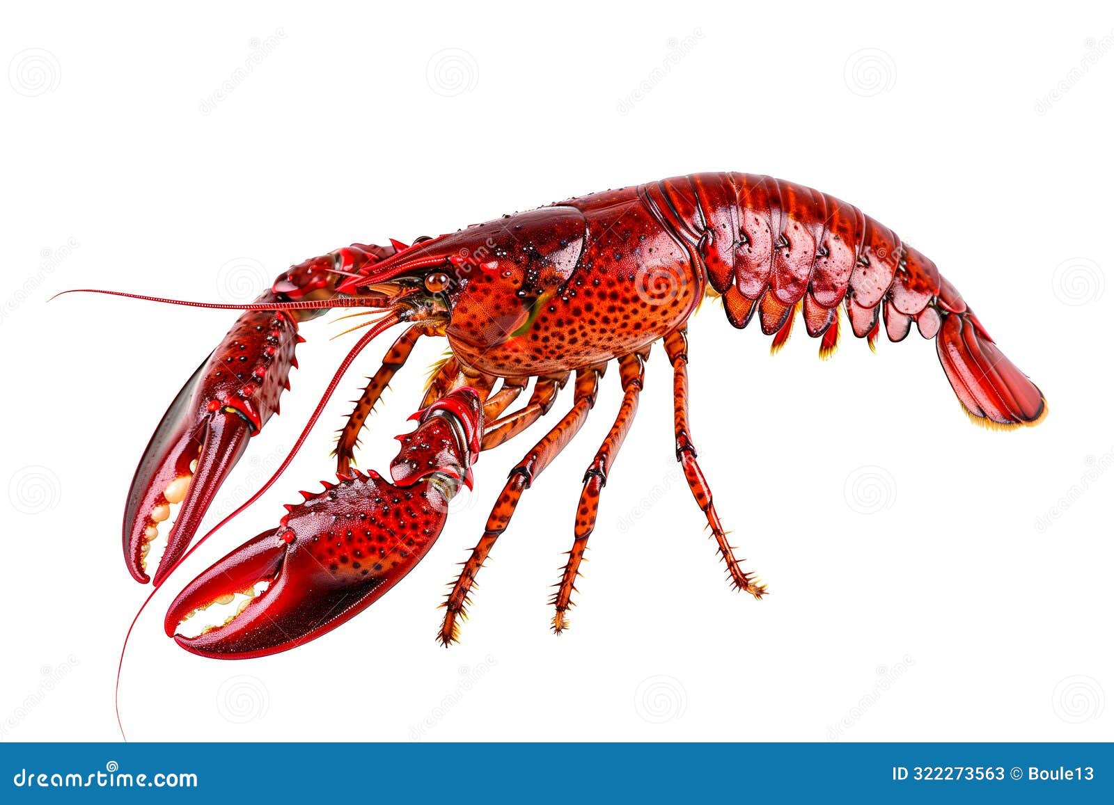 red swamp crayfish or crab  on white background with clipping path