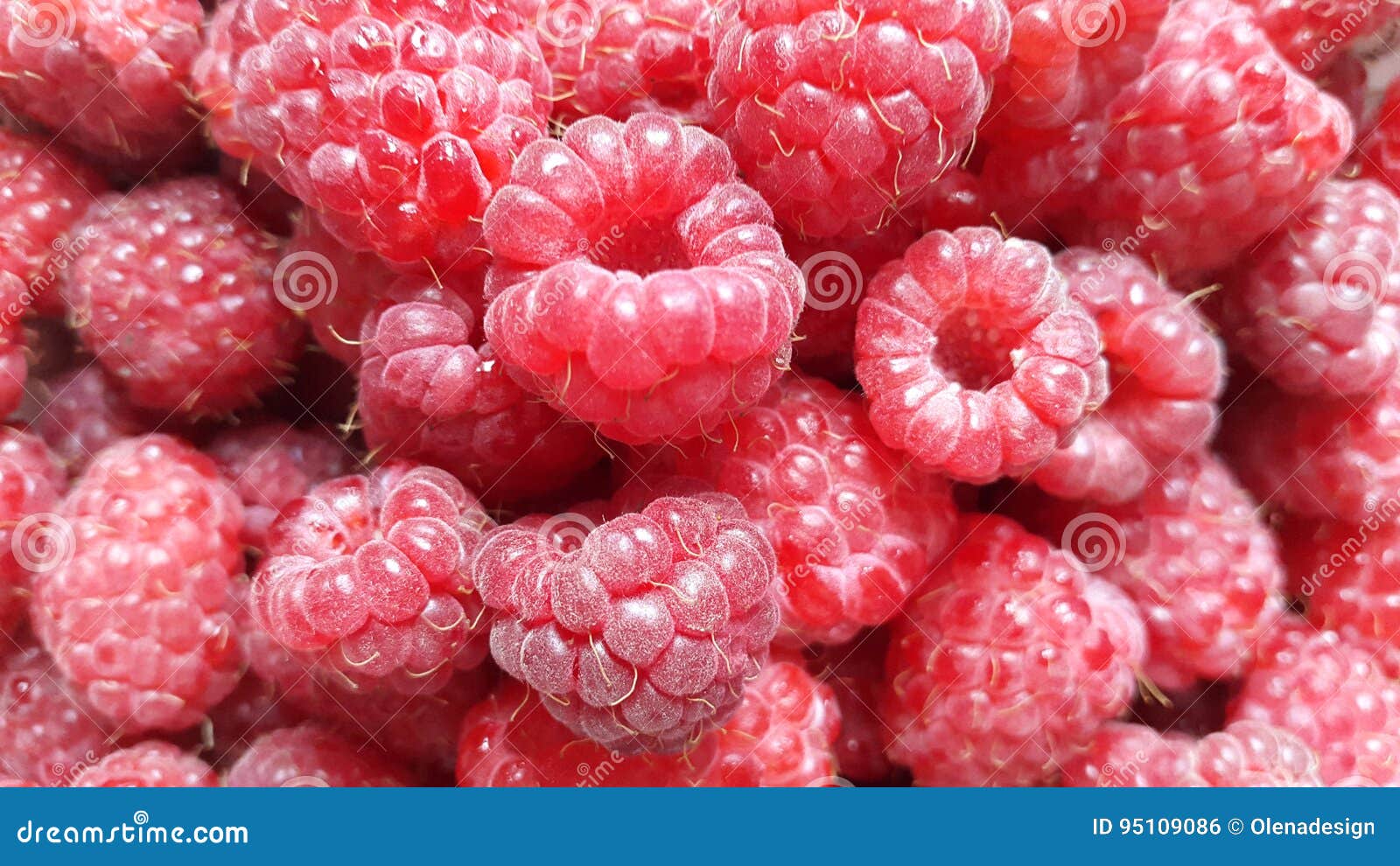 Red Sweet Berries Fresh Raspberry Stock Photo Image of nature