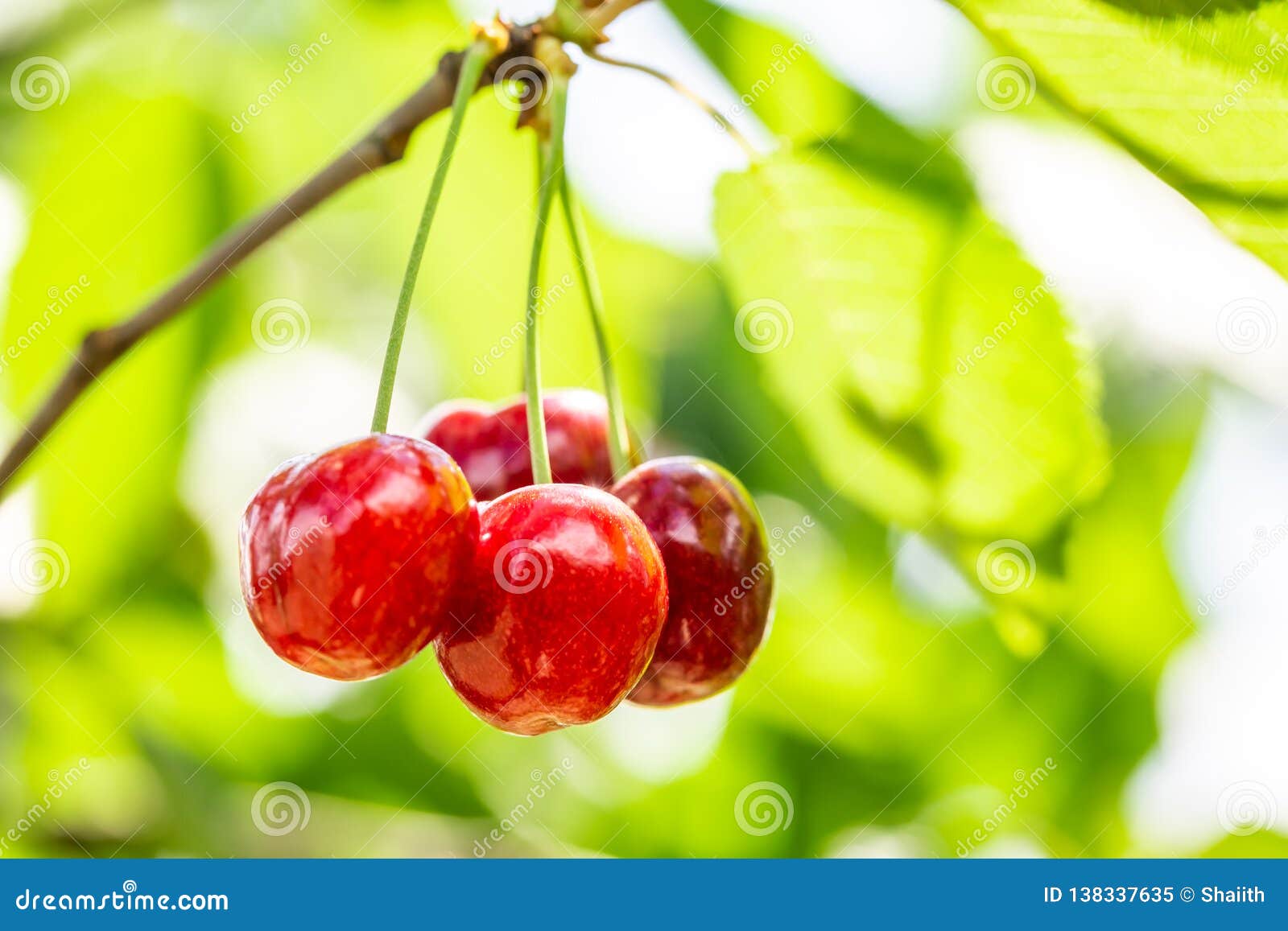 Red Sweet Cherries on Tree in Garden Stock Image Image of sunny