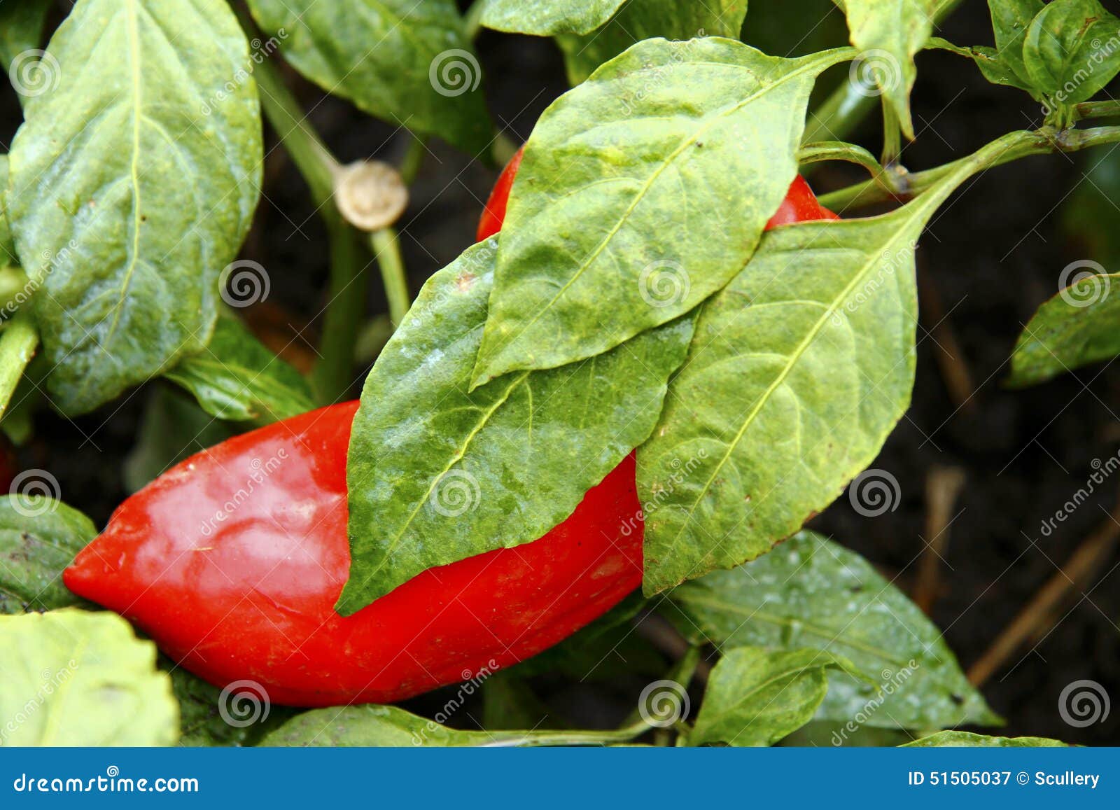 Red Sweet Pepper Growing on the Bed Stock Image Image of summertime