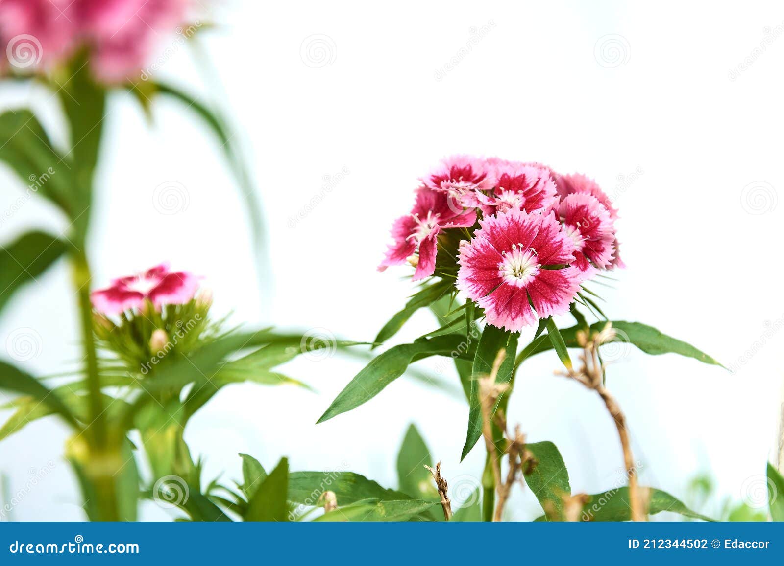 red sweet william dianthus barbatus flowers  on white background