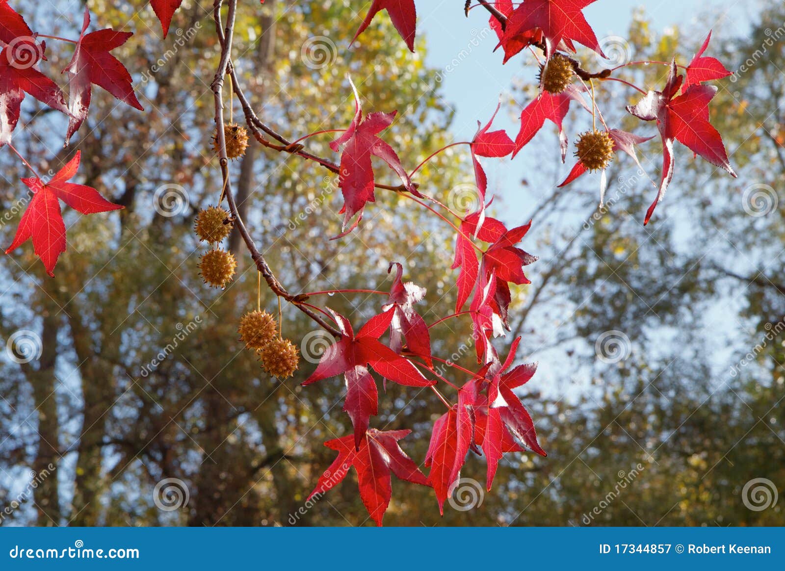 red sweetgum tree leaves