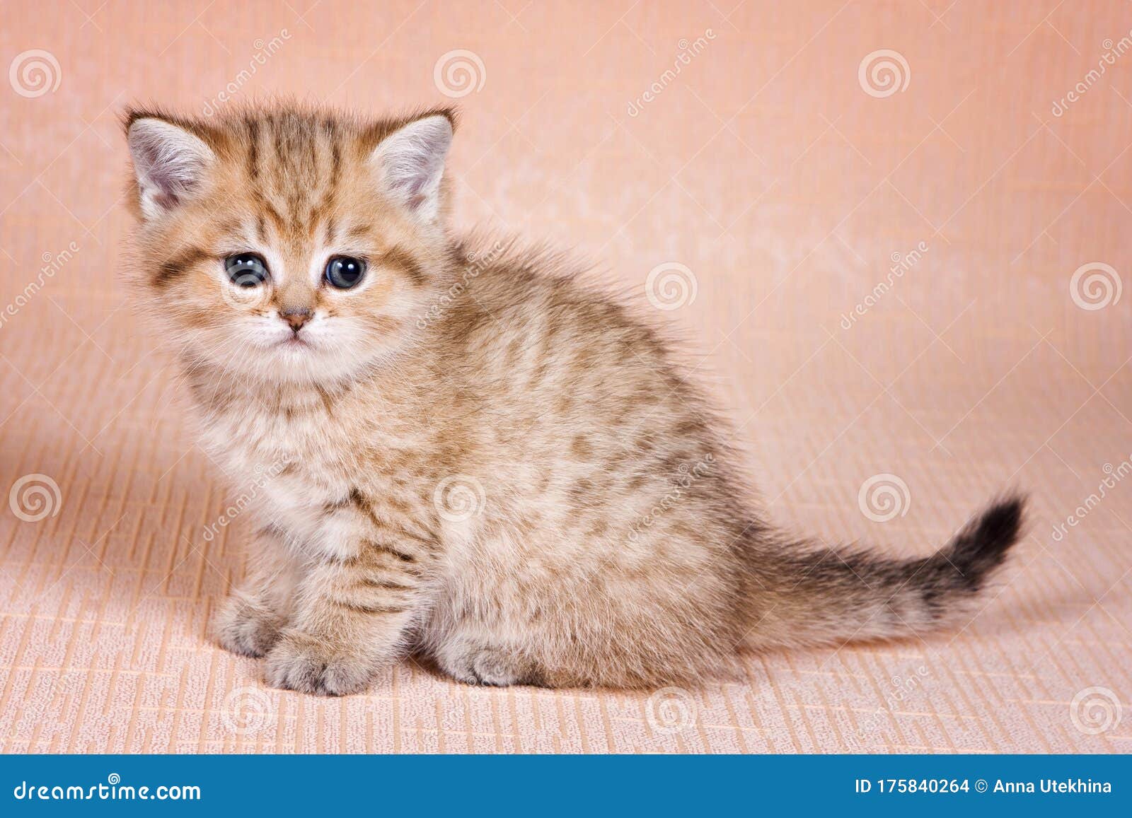 female red tabby cat female red tabby cat