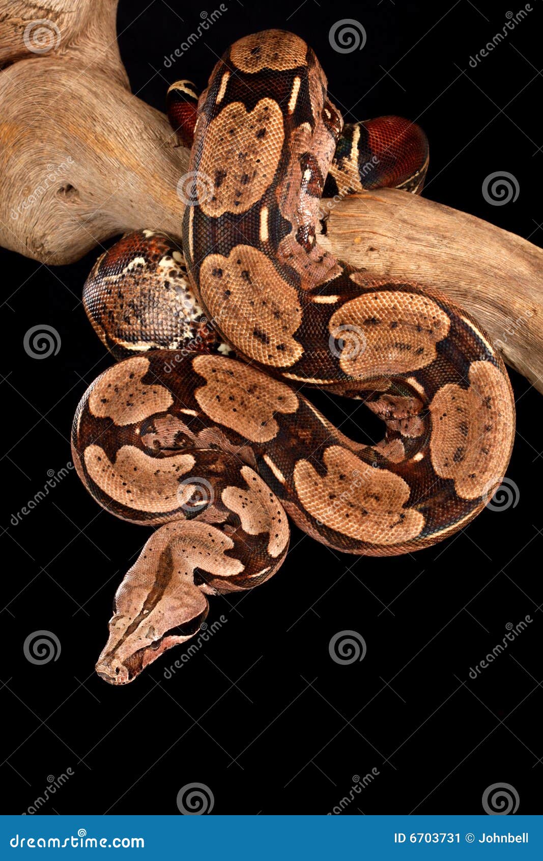 brazilian red tail boa brazilian red tail boa