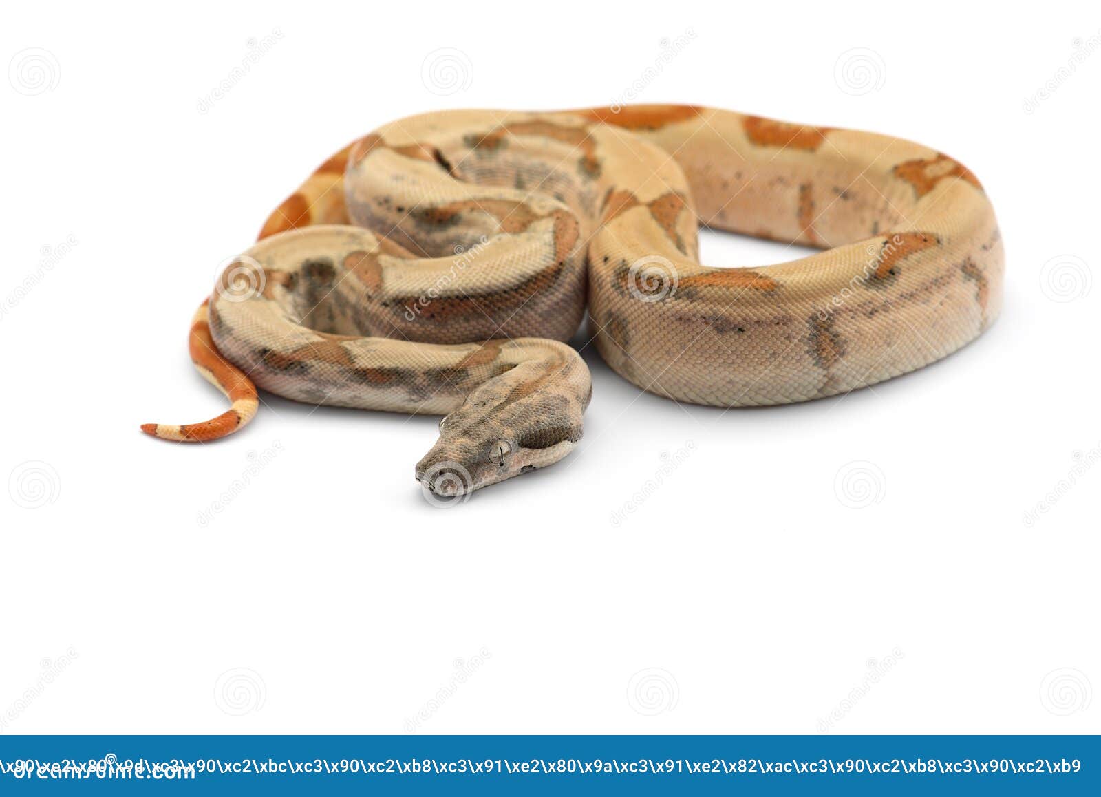 Red Tail Boa Isolated on White Background Stock Image Image of