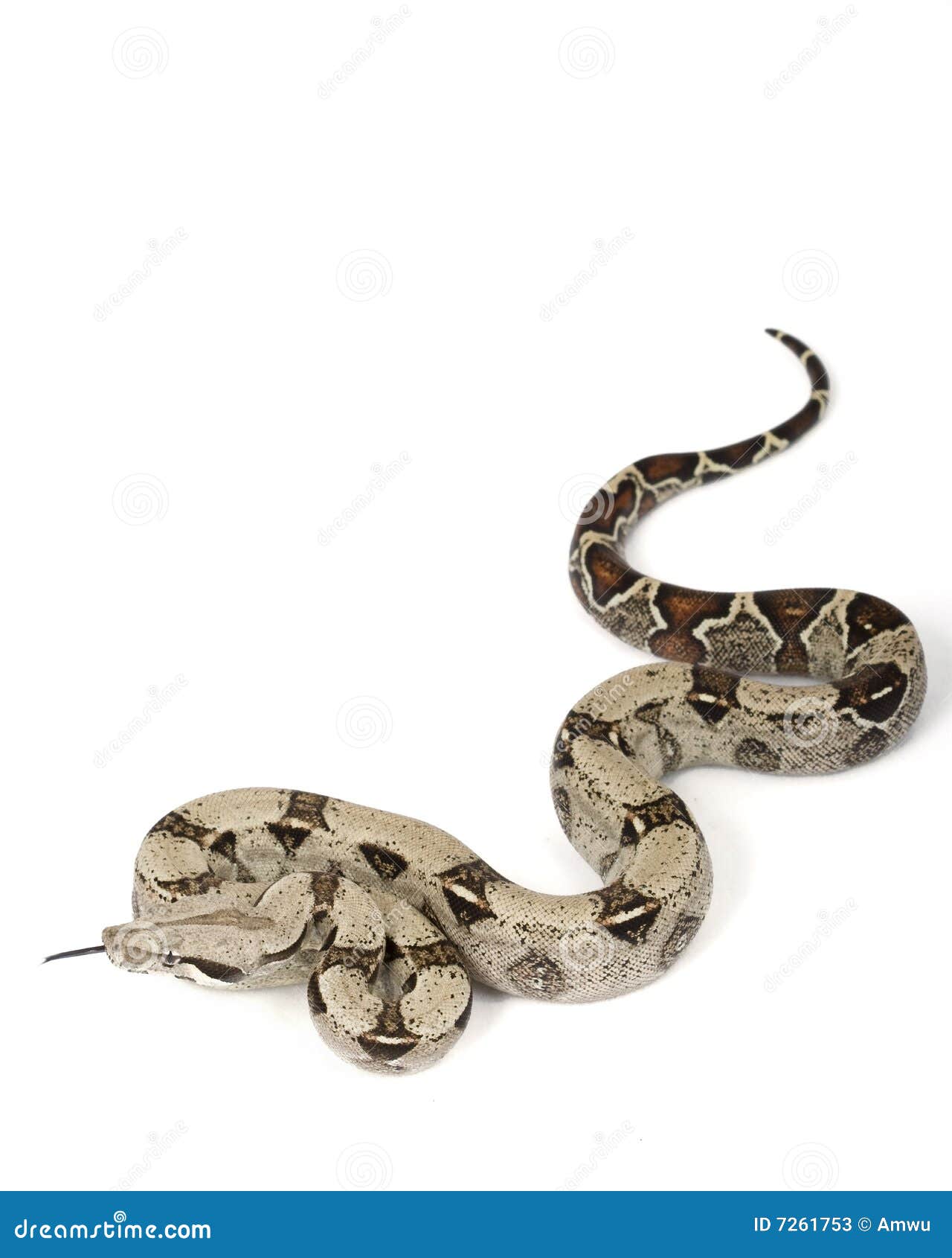 Redtailed Boa (B. c stock image. Image of crawling, aggressive 7261753
