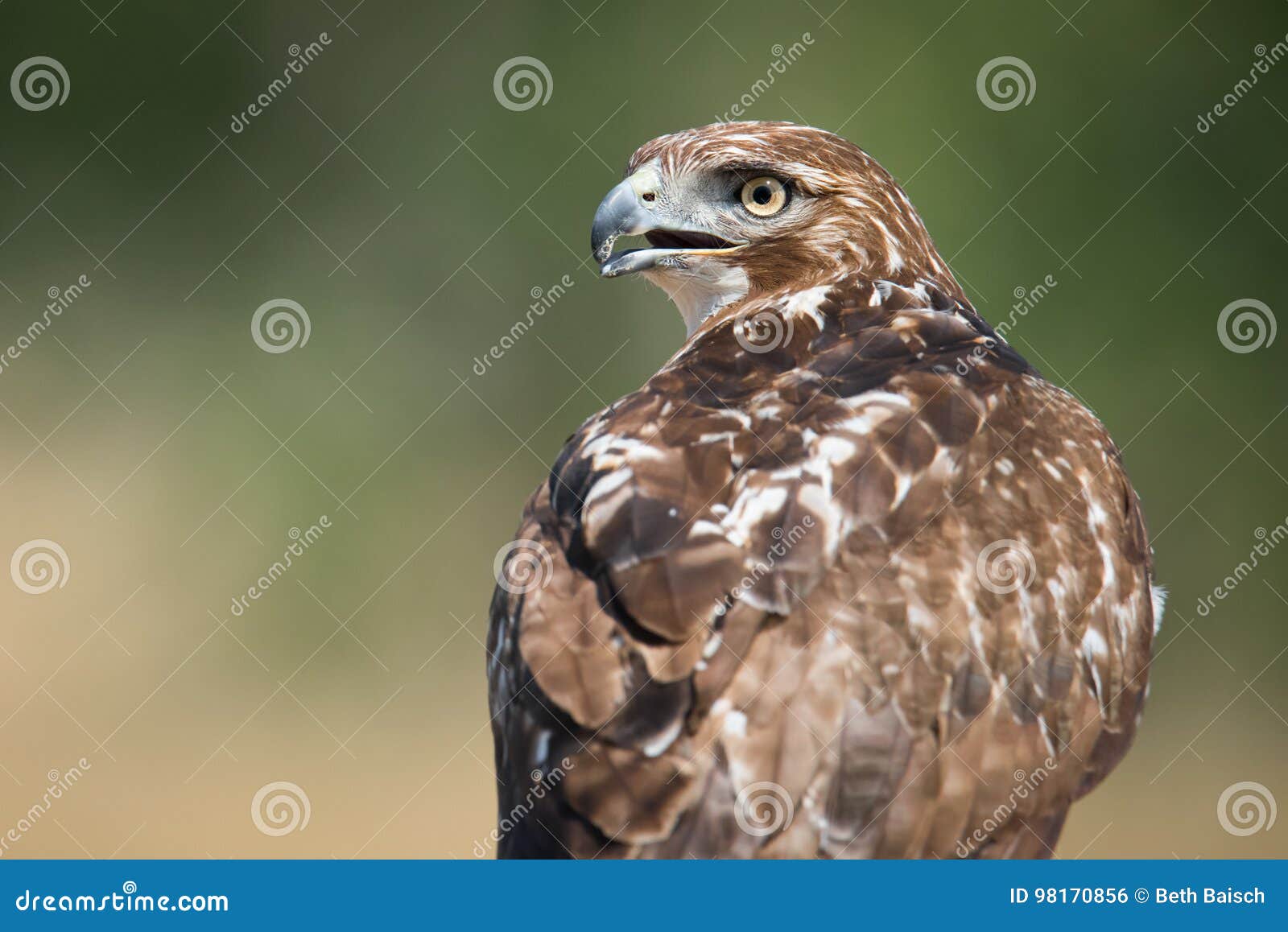 Alberta Birds of Prey Centre in Coaldale, Alberta