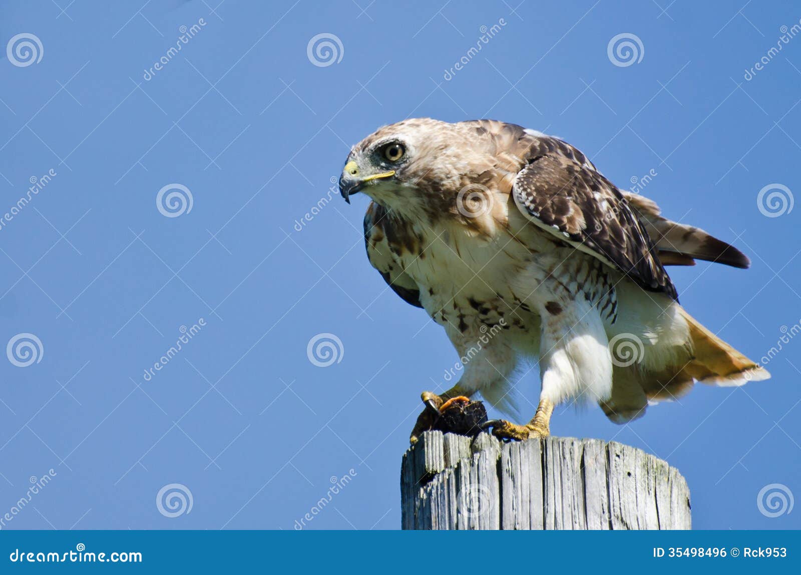 RedTailed Hawk Eating A Turtle Royalty Free Stock Image Image 35498496