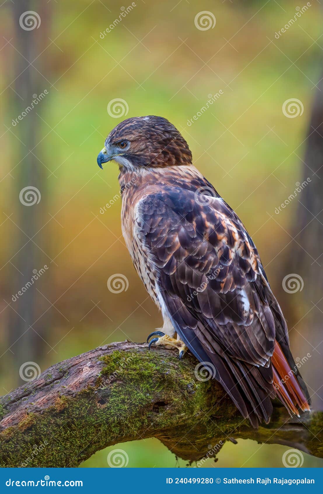 red tailed hawk perched on a tree