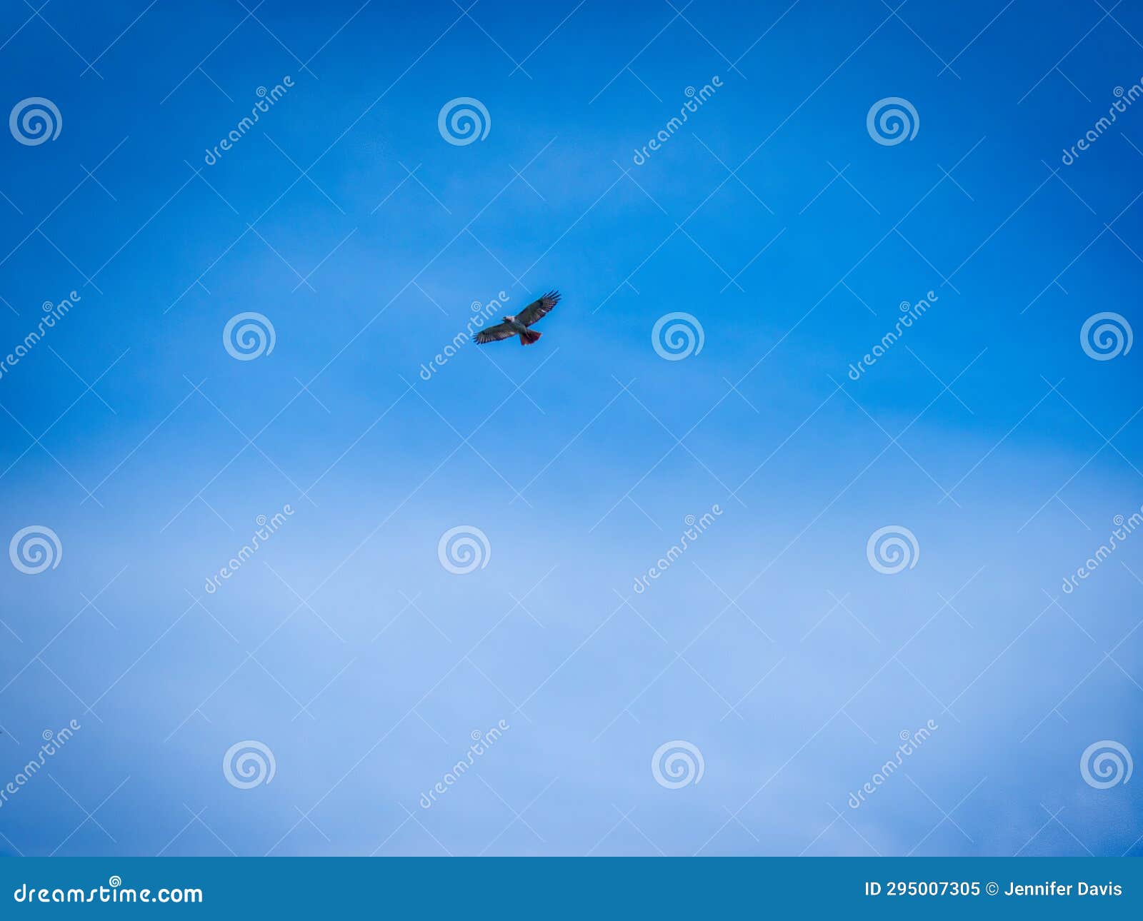 Redtailed Hawk with Large Wingspan Soaring through the Blue Sky Stock