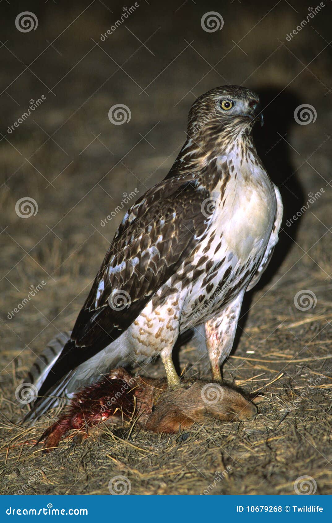 Red Tailed Hawk with Prey stock photo. Image of prey 10679268