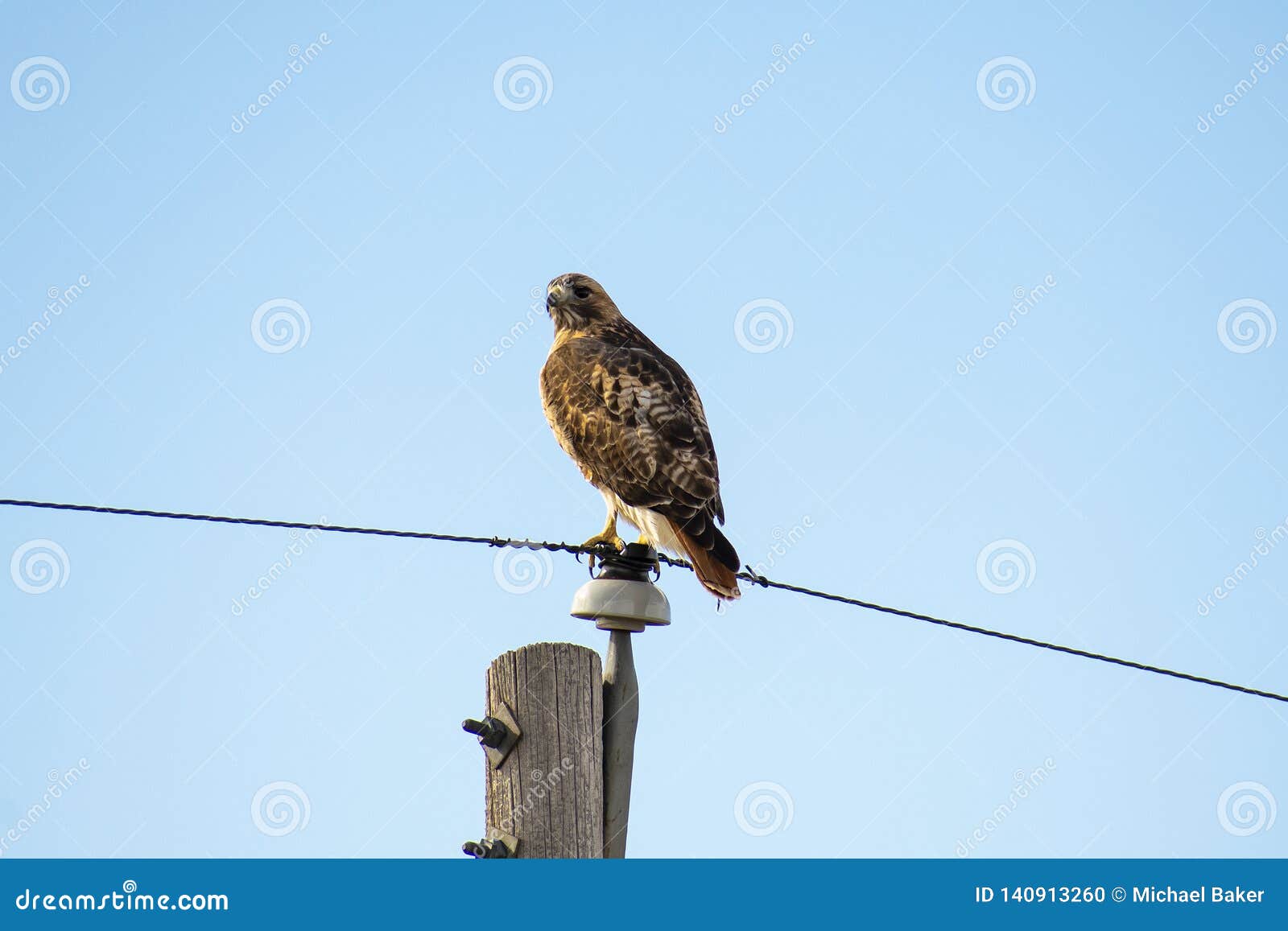 Red Tailed Hawk Resting Atop a Utility Pole Stock Photo - Image of ...