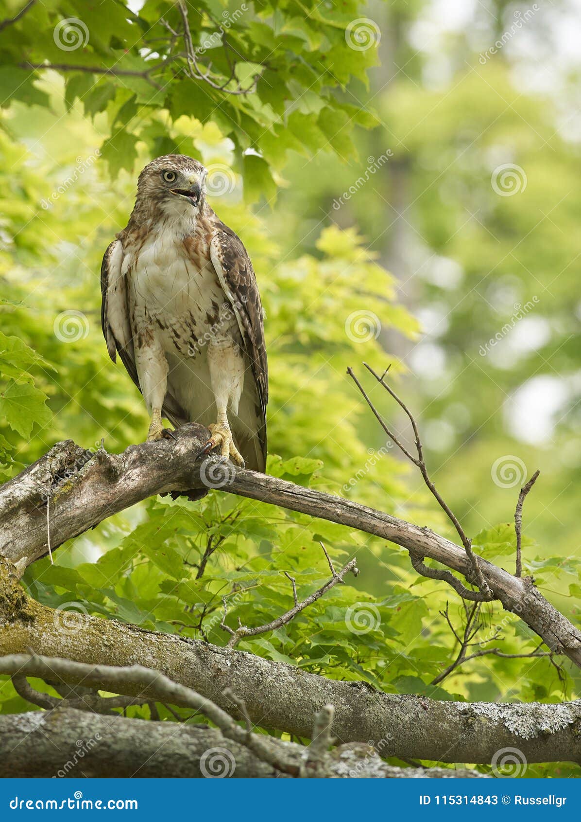 Redtailed Hawk Roosting in Tree Stock Image Image of carnivore
