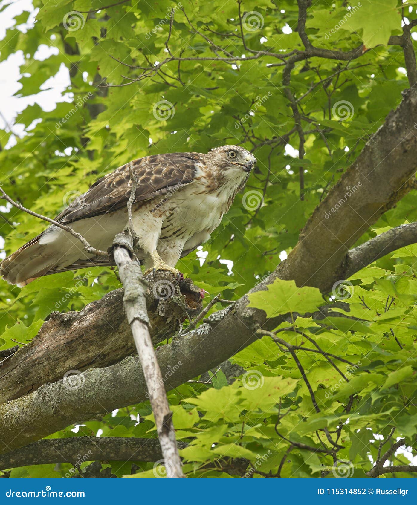 Redtailed Hawk Roosting in Tree Stock Photo Image of raptor, raspy