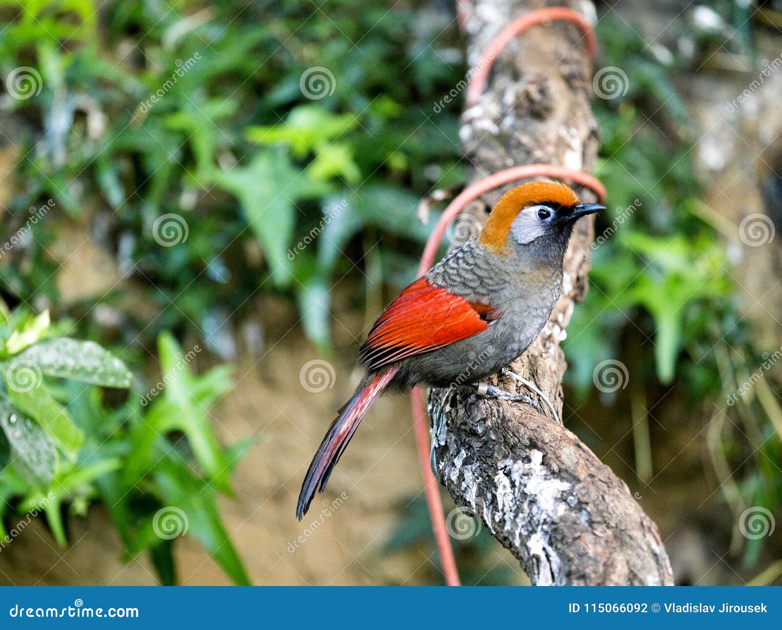 Red-tailed Laughingthrush, Trochalopteron Milnei, Lives the Himalayas Stock Photo - Image branch: 115066092