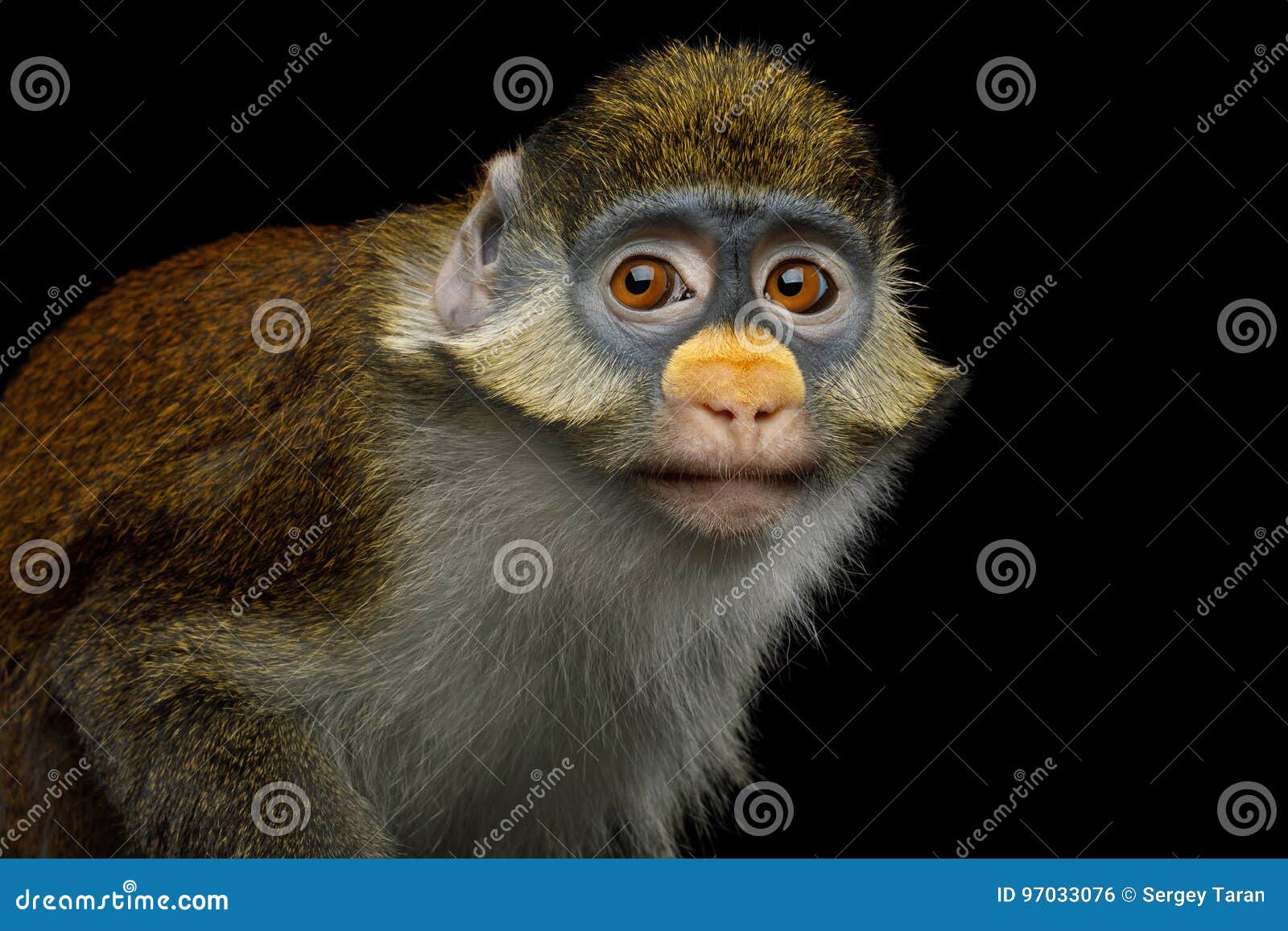 Red tailed monkey market hi-res stock photography and images - Alamy