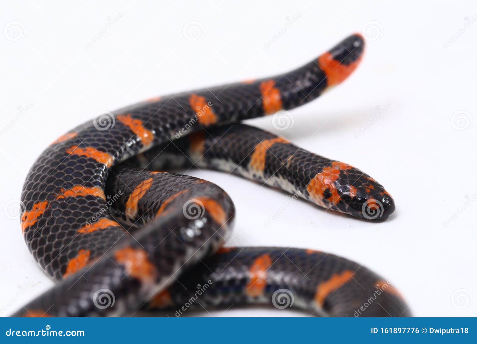 red-tailed pipe snake scientific name cylindrophis ruffus