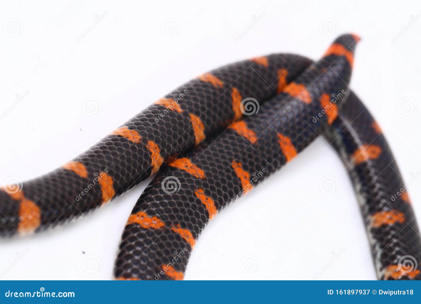 Red-tailed Pipe Snake - Cylindrophis ruffus